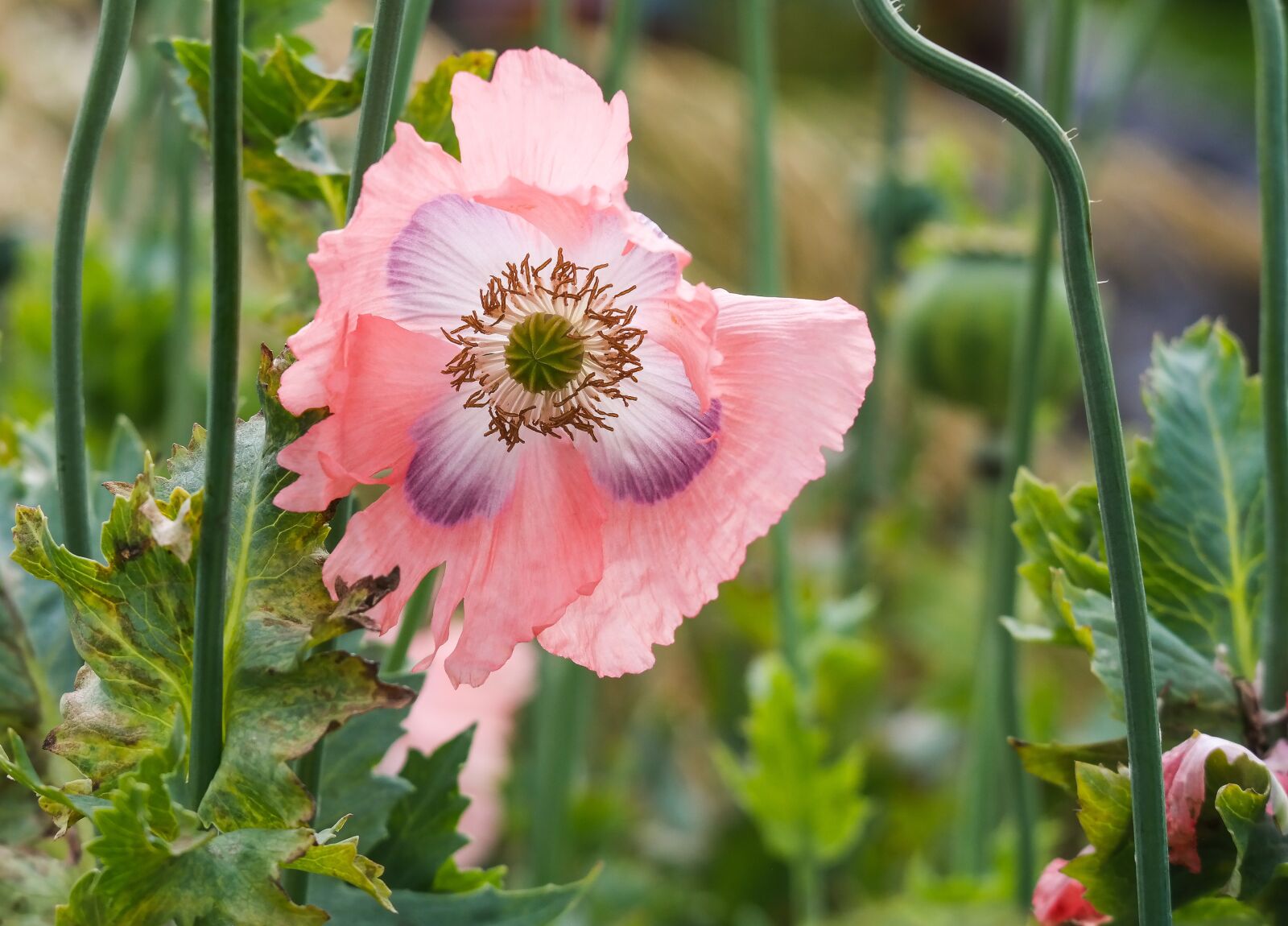 Samsung NX300 sample photo. Poppy, blossom, bloom photography