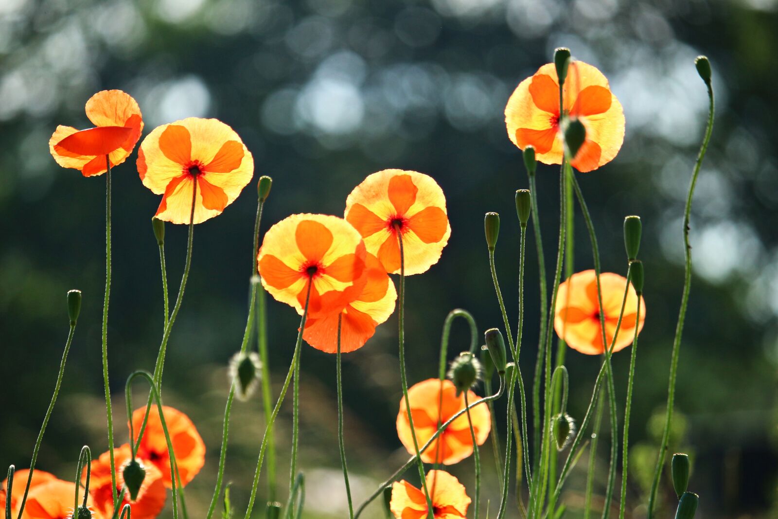 Canon EOS 100D (EOS Rebel SL1 / EOS Kiss X7) sample photo. Poppy, blossom, bloom photography