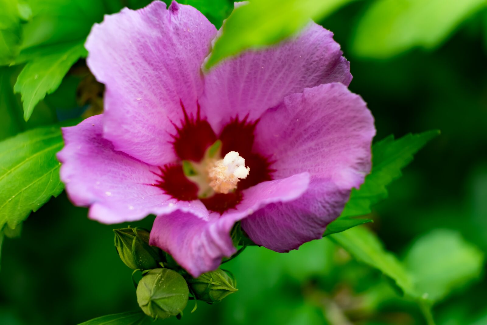 Fujifilm X-T10 sample photo. Flower, hibiscus, garden photography