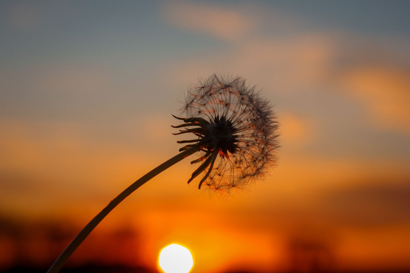 Canon EOS 600D (Rebel EOS T3i / EOS Kiss X5) + Canon EF 50mm F1.8 STM sample photo. Dandelion, sunset, nature photography