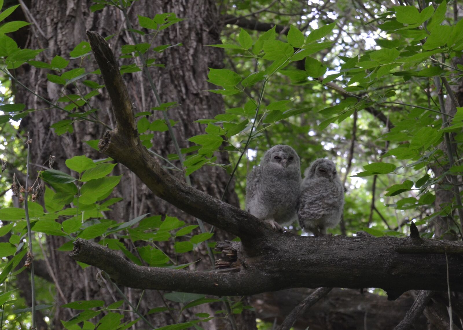 Nikon D5100 sample photo. Owlets, owl, forest photography