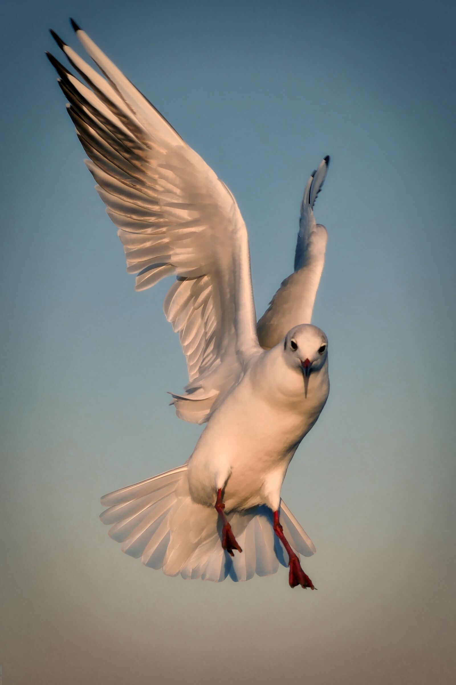 Panasonic Lumix DMC-GX8 sample photo. Seagull, chiemsee, nature photography