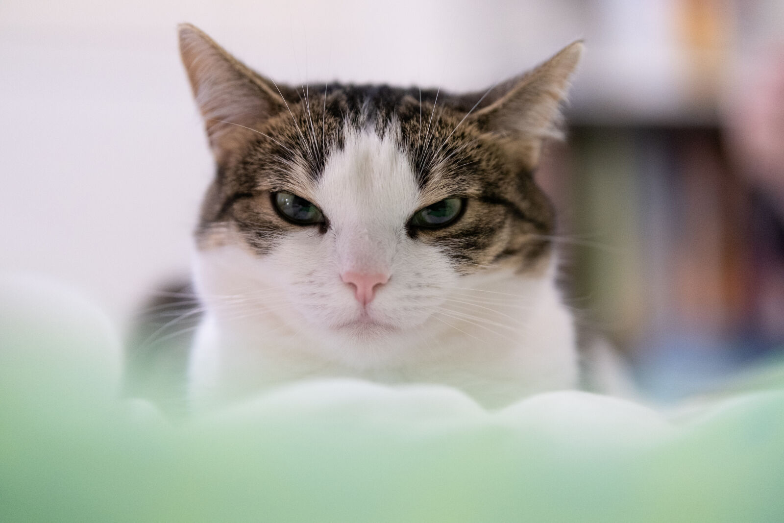 Sigma 56mm F1.4 DC DN | C sample photo. Disapproving cat photography