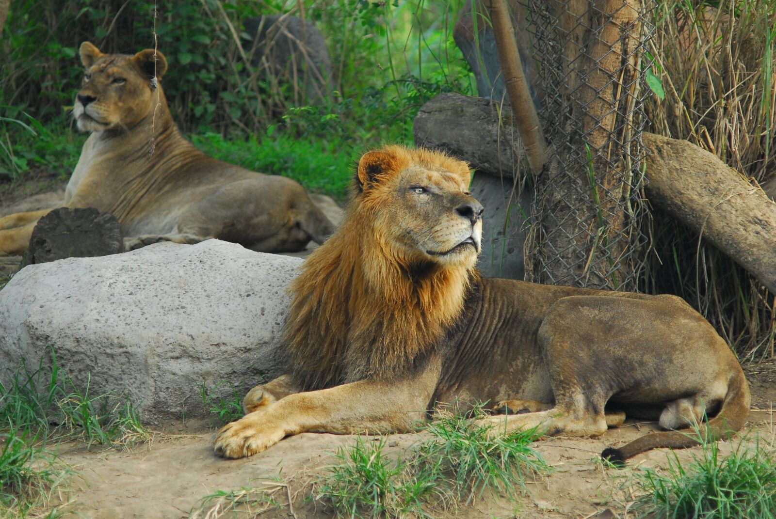 Nikon D200 sample photo. Lion, ryan, animal king photography