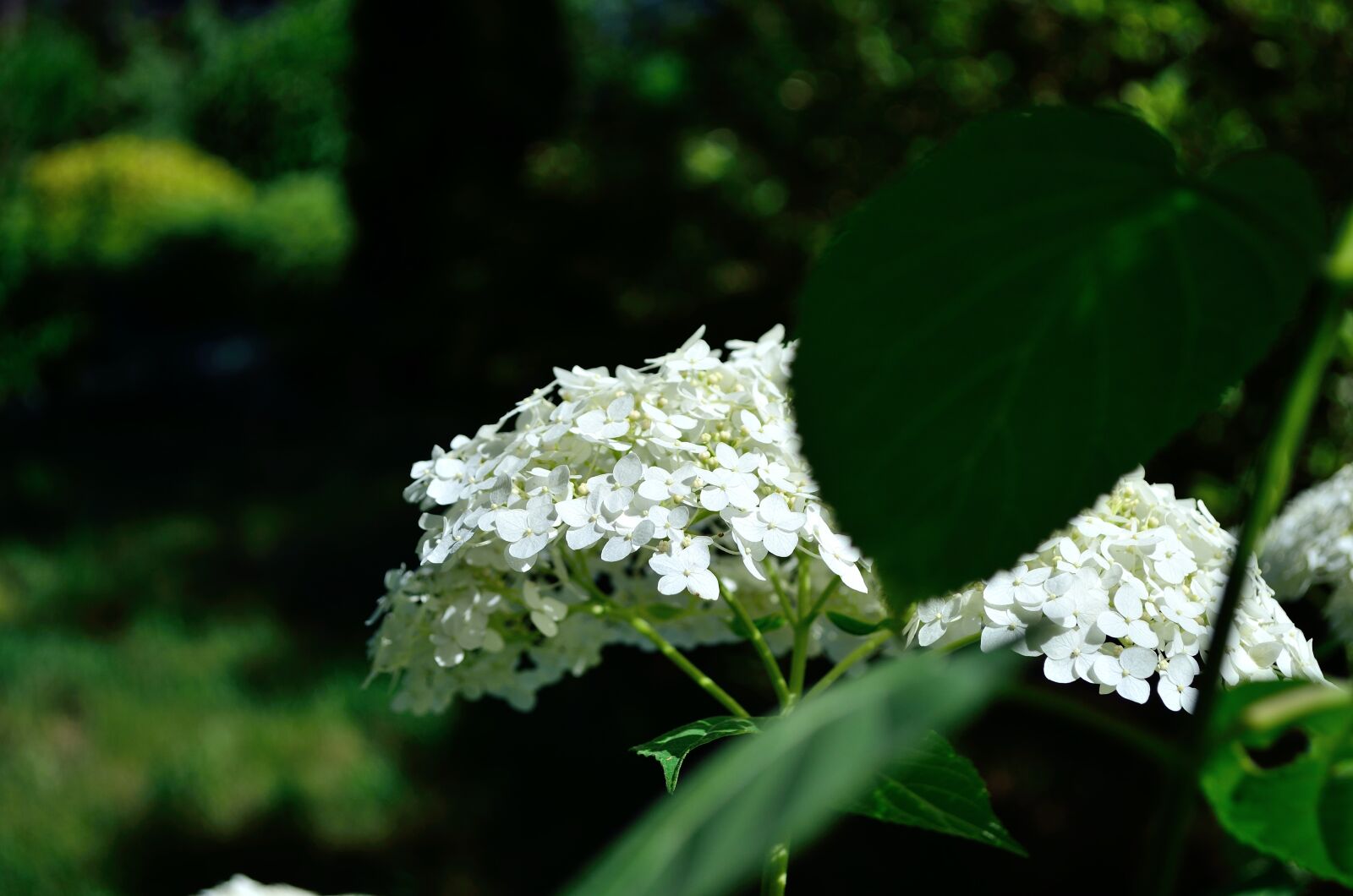 Nikon D5100 sample photo. Flowers, summer, motley grass photography
