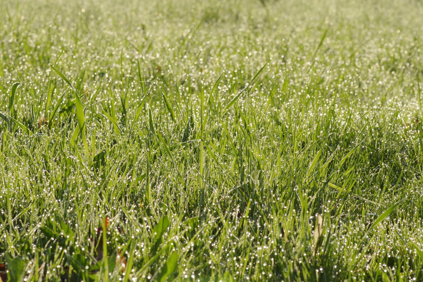 Pentax K-S2 sample photo. Grass, rosa, green photography