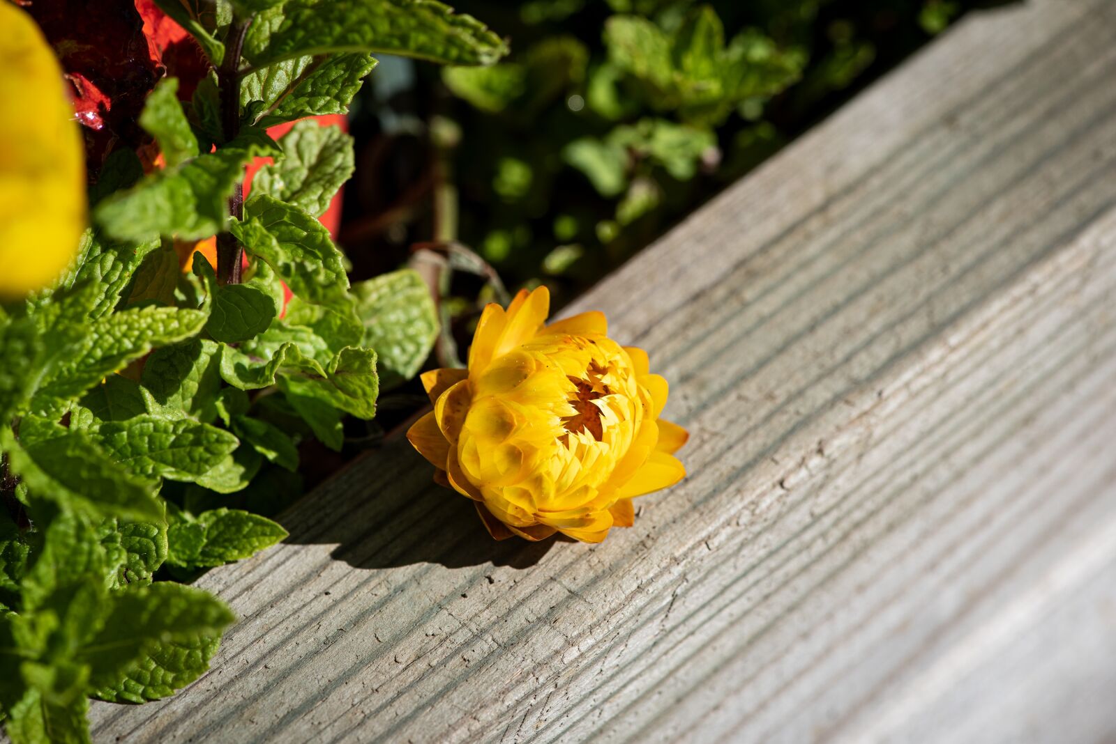 Nikon D750 sample photo. Flowers, yellow, plant photography