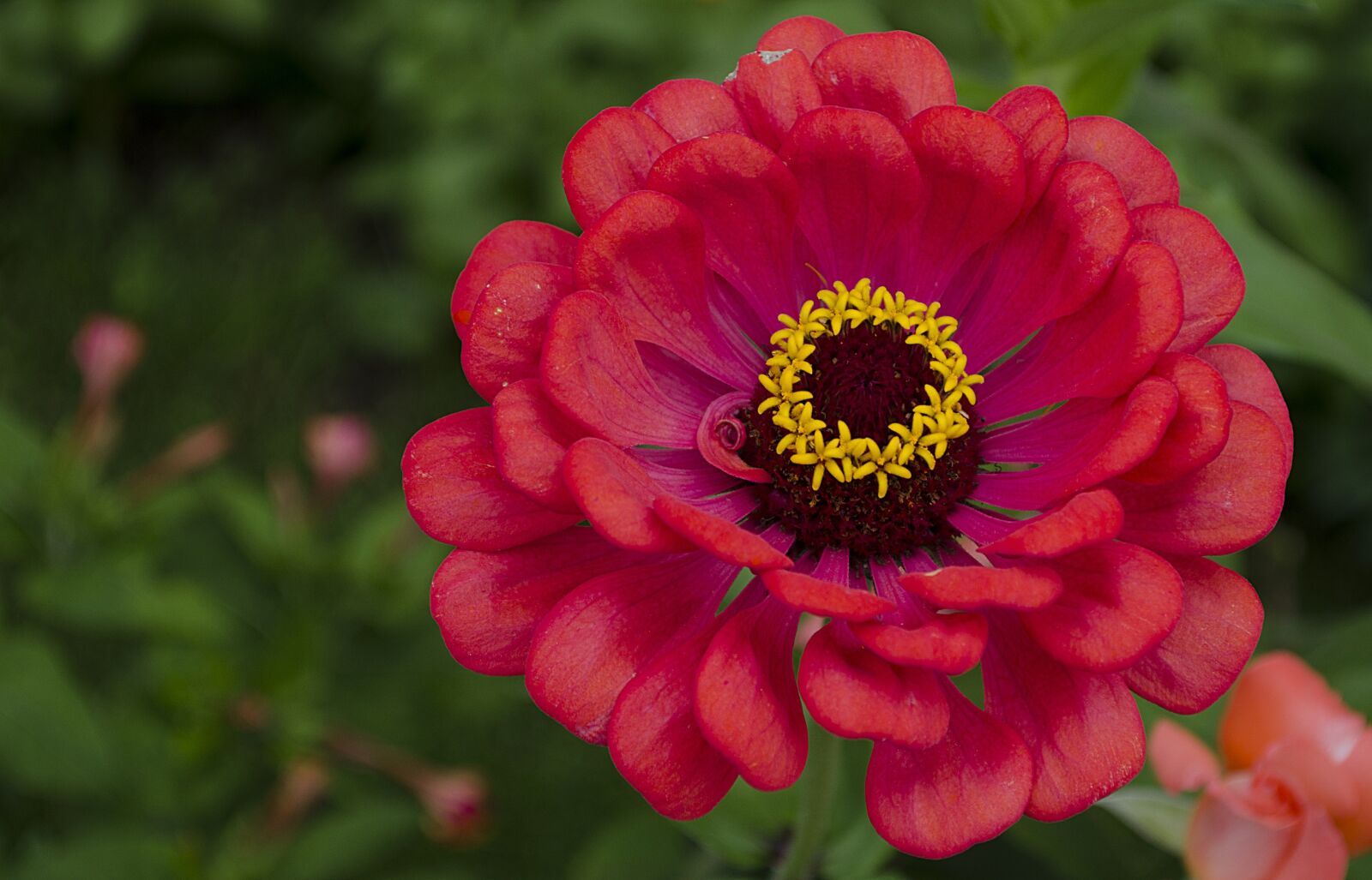 Nikon D5100 sample photo. Flower, zena, detail photography