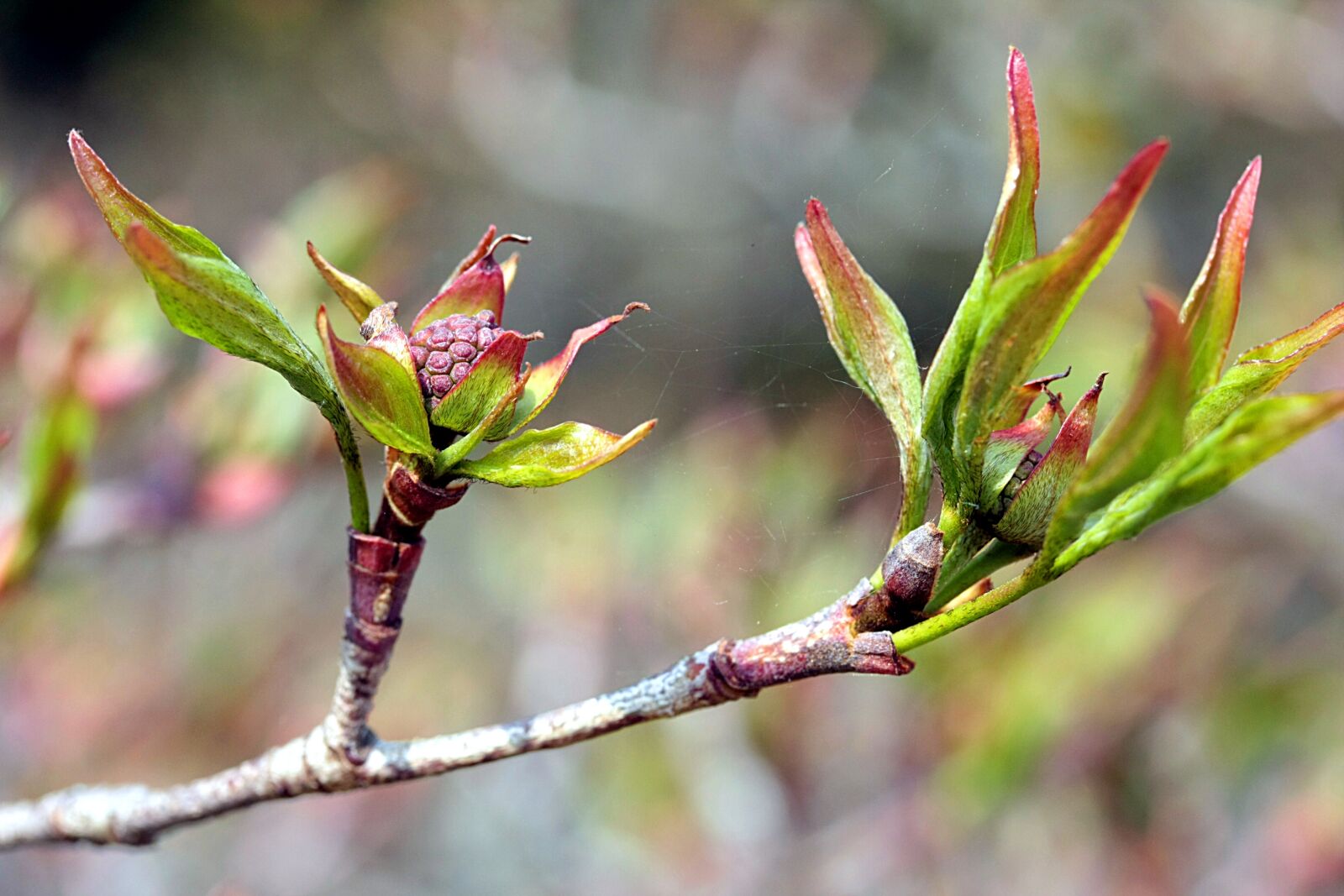 Canon EOS 40D sample photo. Nature, leaf, plant photography