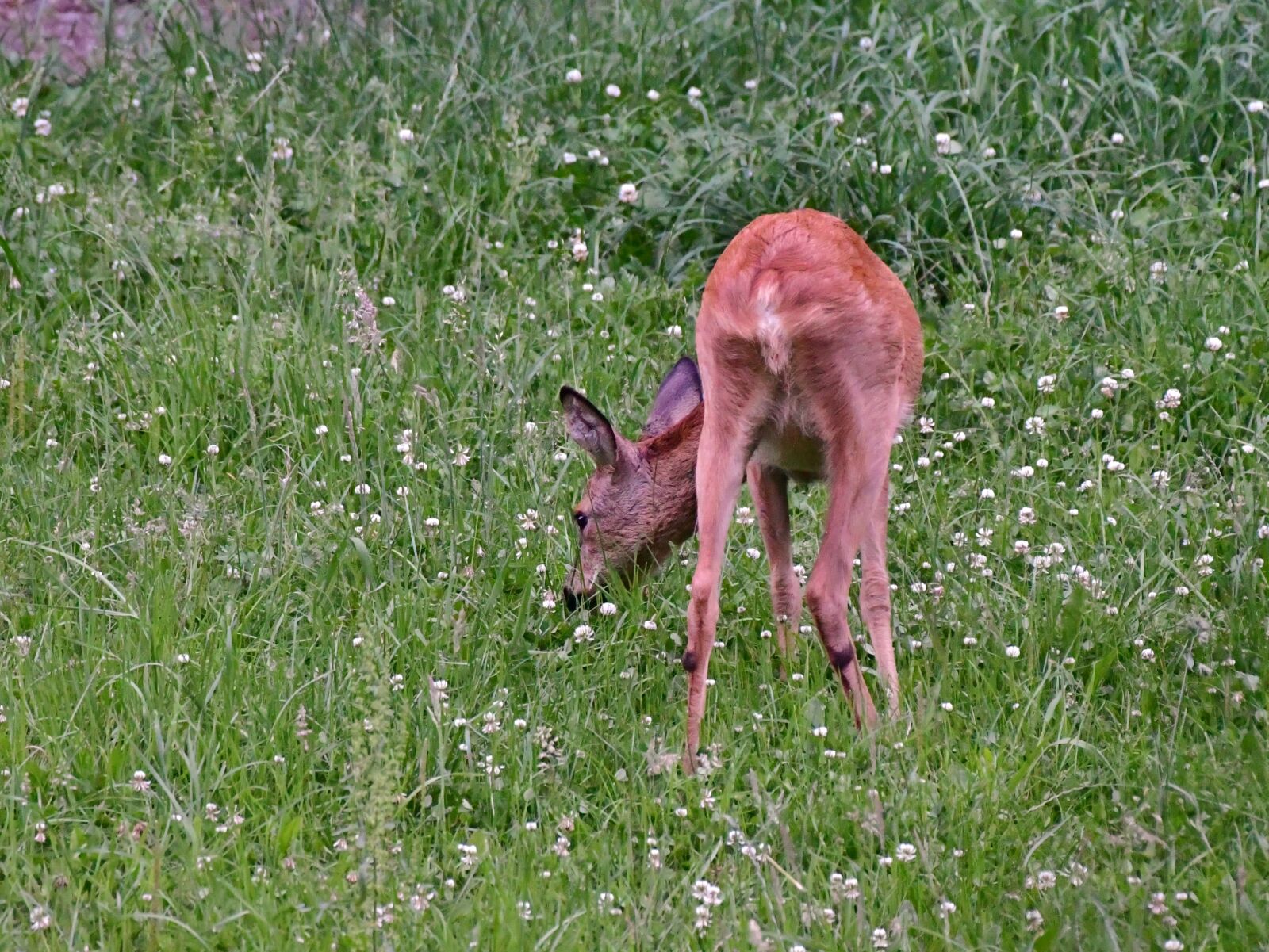 Nikon D500 sample photo. Ree, roe, wild photography