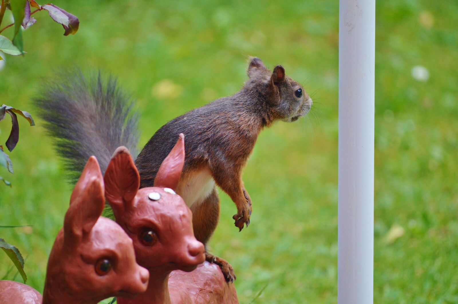 Nikon D3200 sample photo. Squirrel, nager, rodent photography
