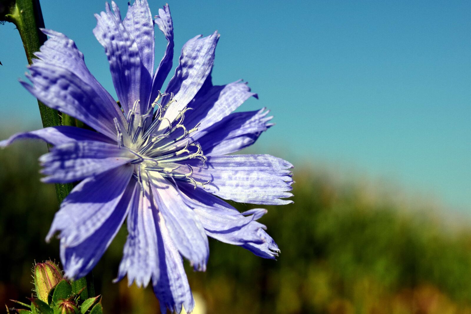 Nikon D3300 sample photo. Summer, flower, flora, nature photography