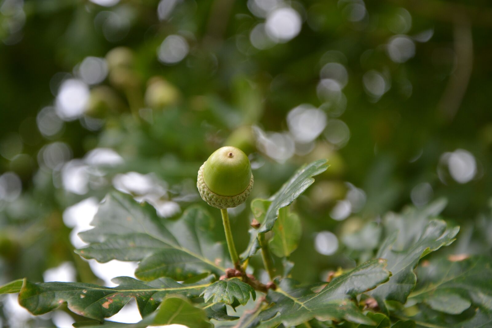 Nikon D5200 sample photo. Oak, acorn, fruit photography