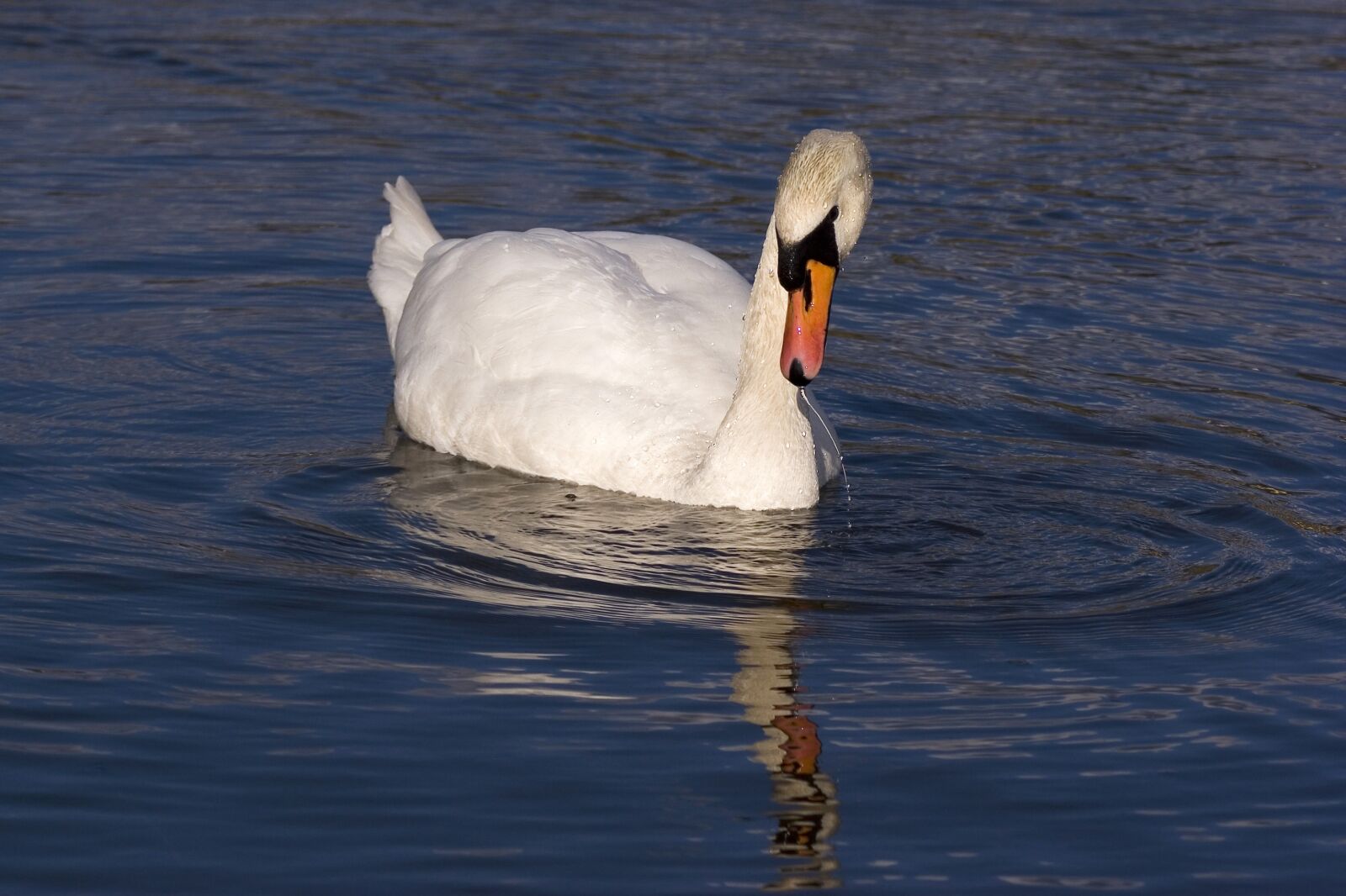 Canon EOS 20D sample photo. Water, birds, swans photography