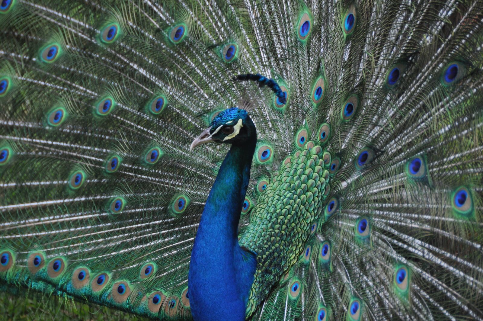 Nikon D5000 sample photo. Peacock, bird, blue bird photography