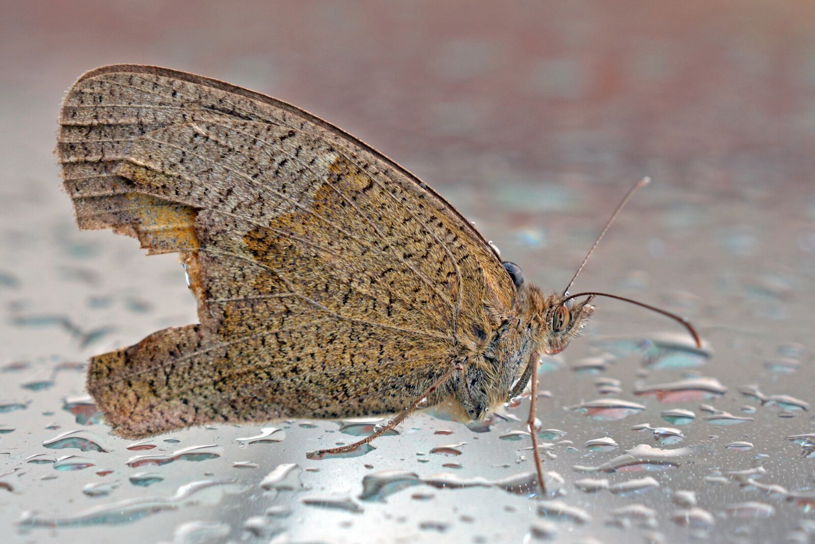 Nikon D5200 sample photo. Butterfly, animal, wet photography