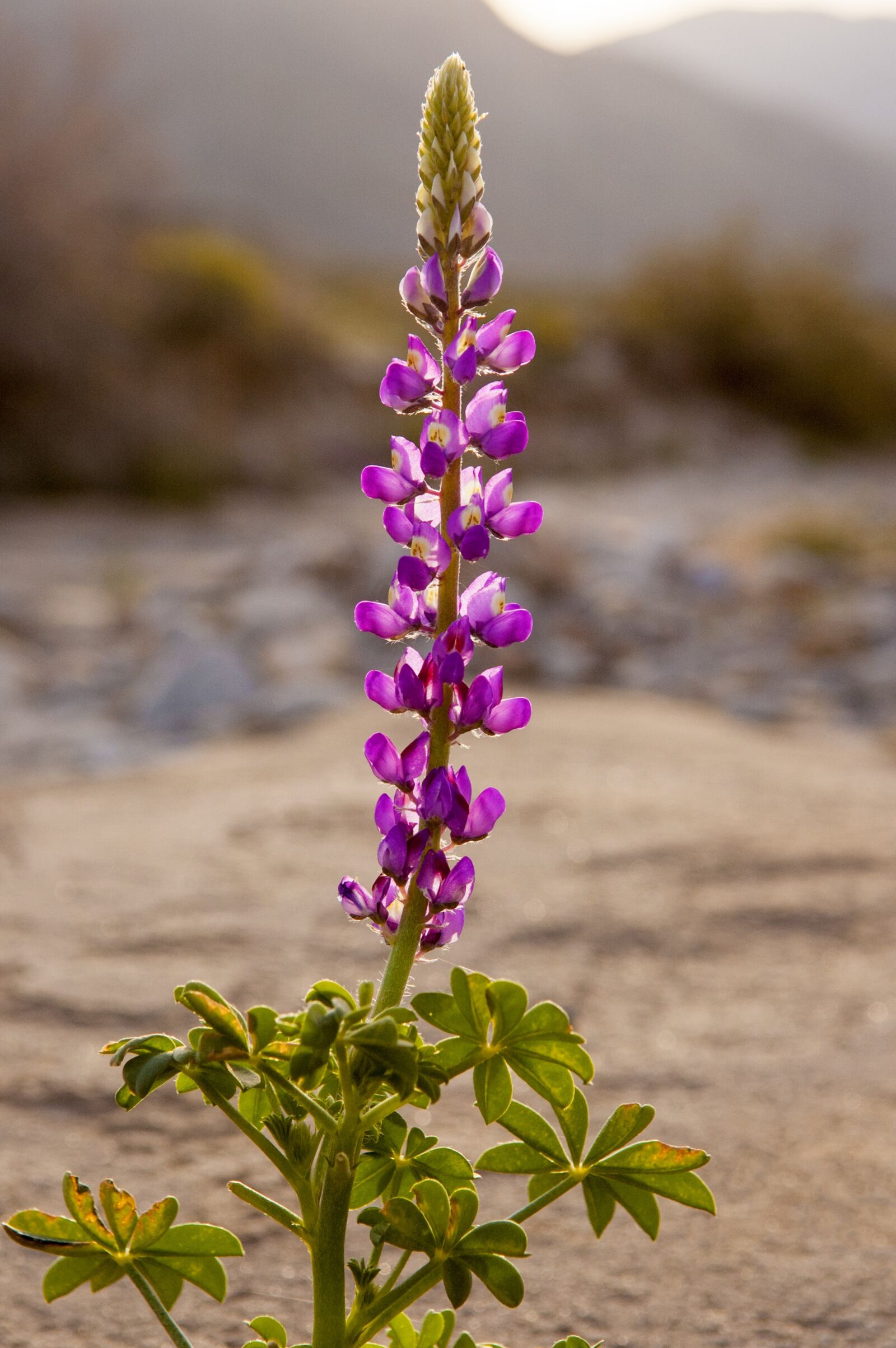Nikon D70s sample photo. Flower, desert, wildflowers photography