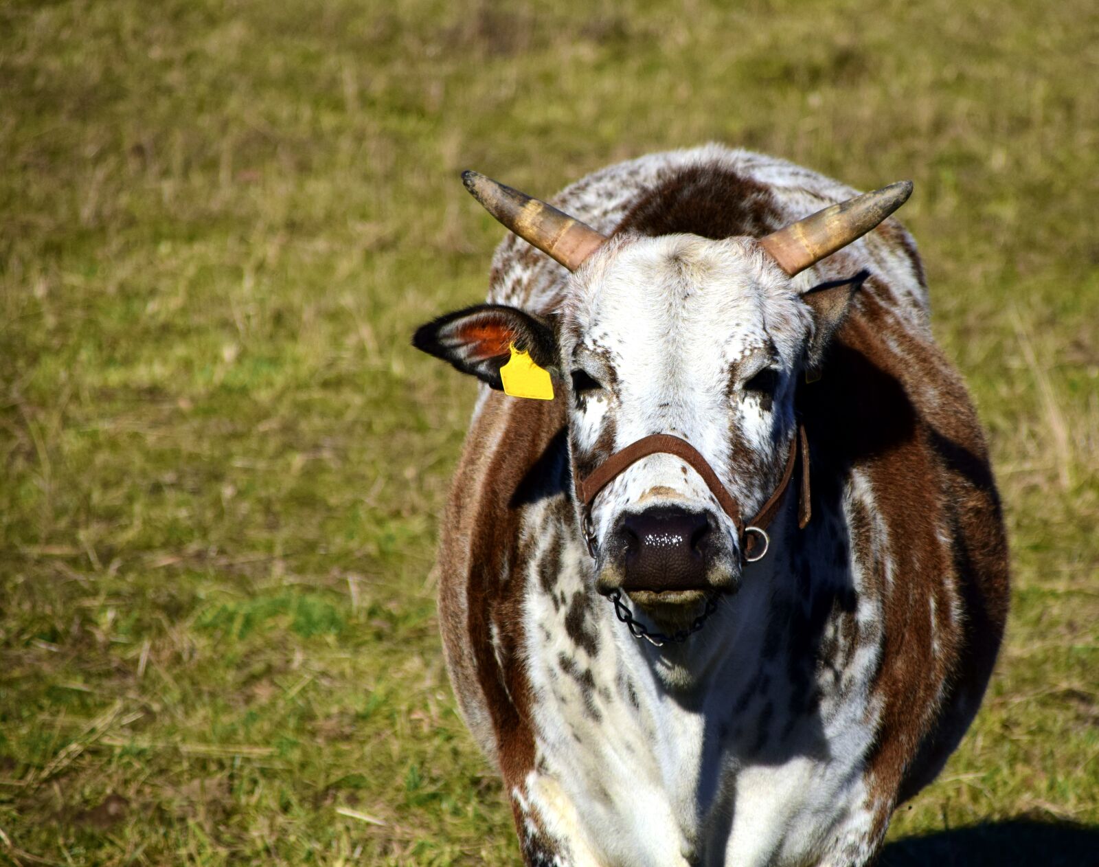 Nikon D3300 sample photo. Zebu, cow, beef photography