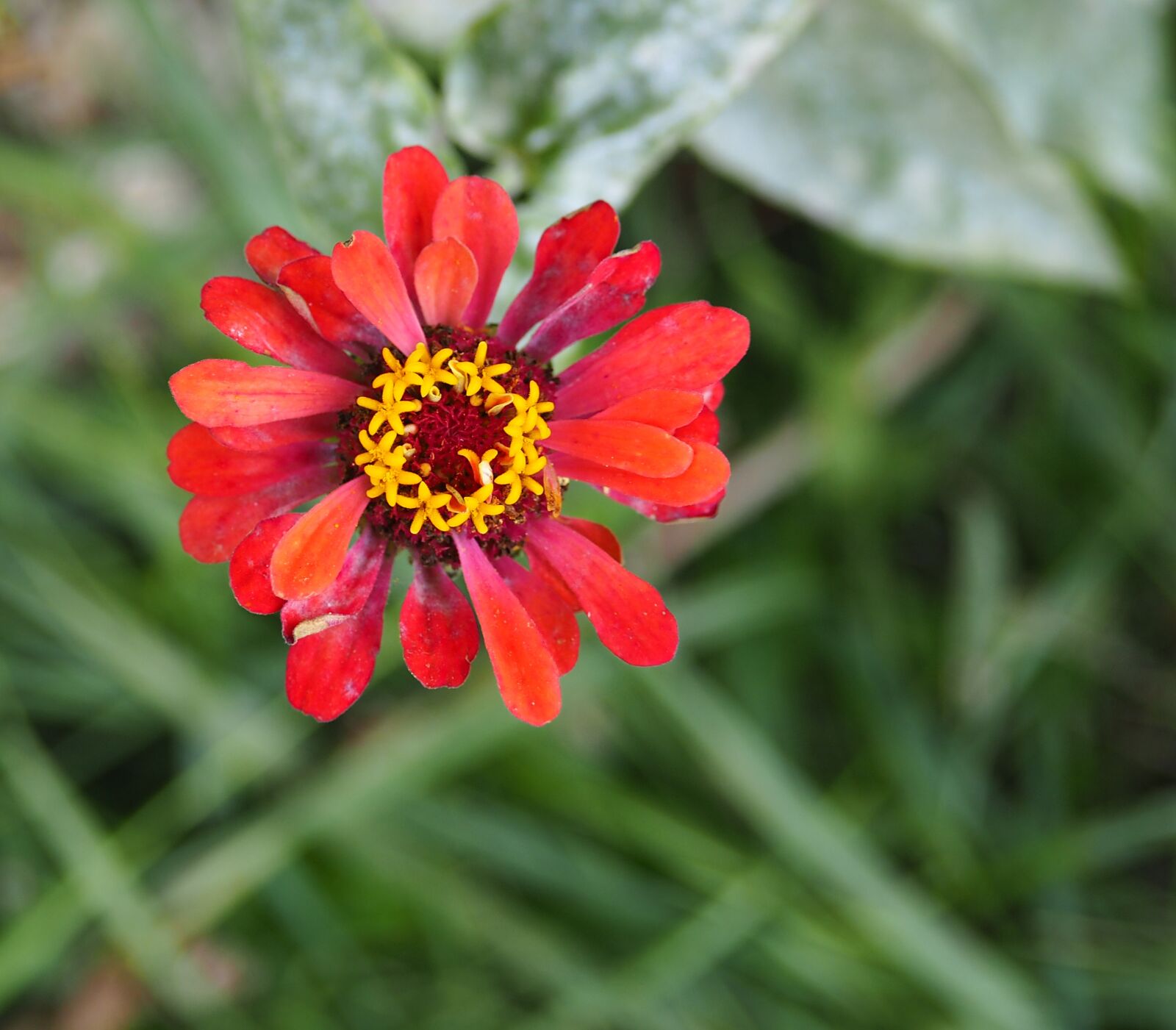 Olympus PEN E-PL7 sample photo. Flower, crystal flower, red photography