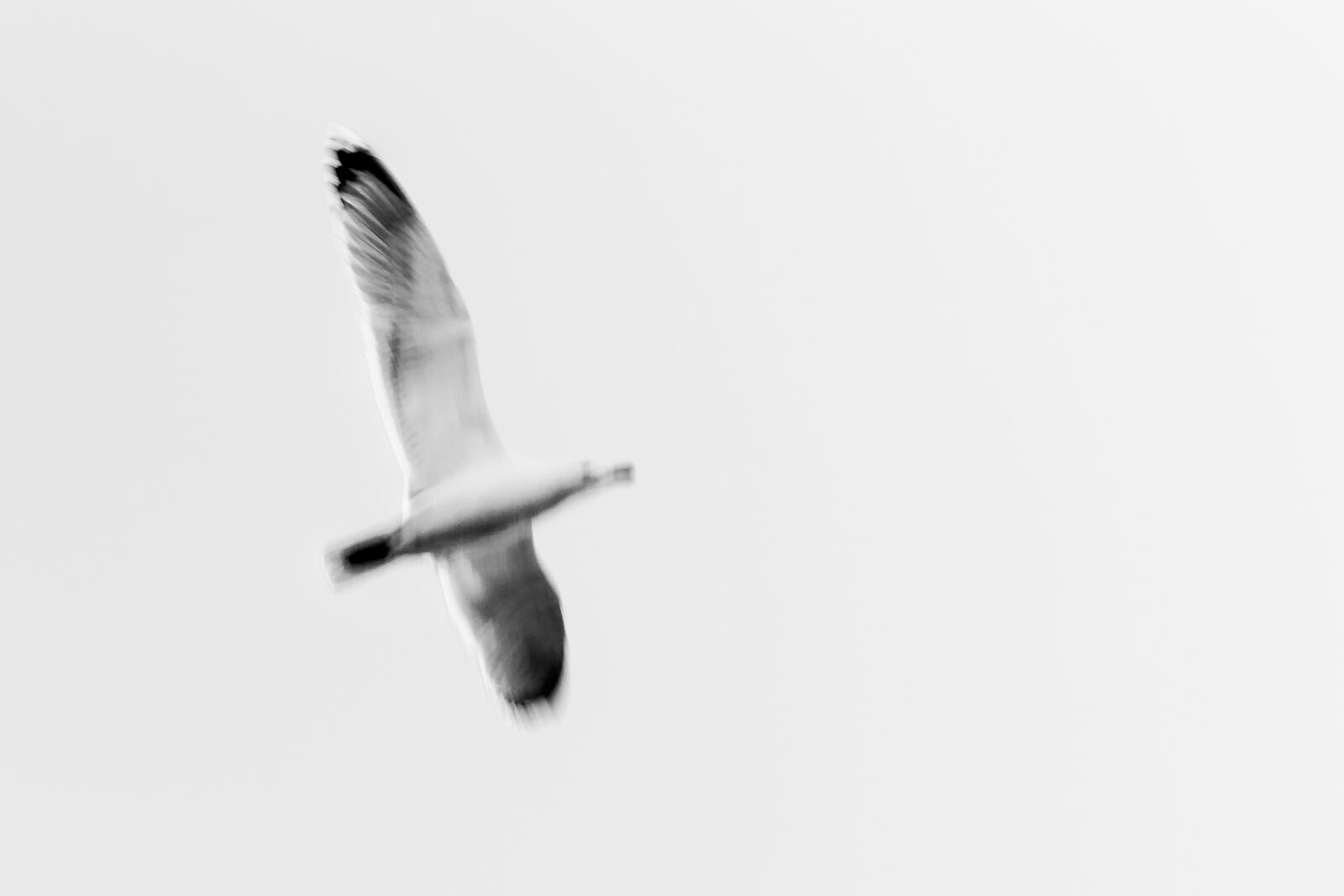 Canon EF 24-105mm F4L IS USM sample photo. Bird, fly photography