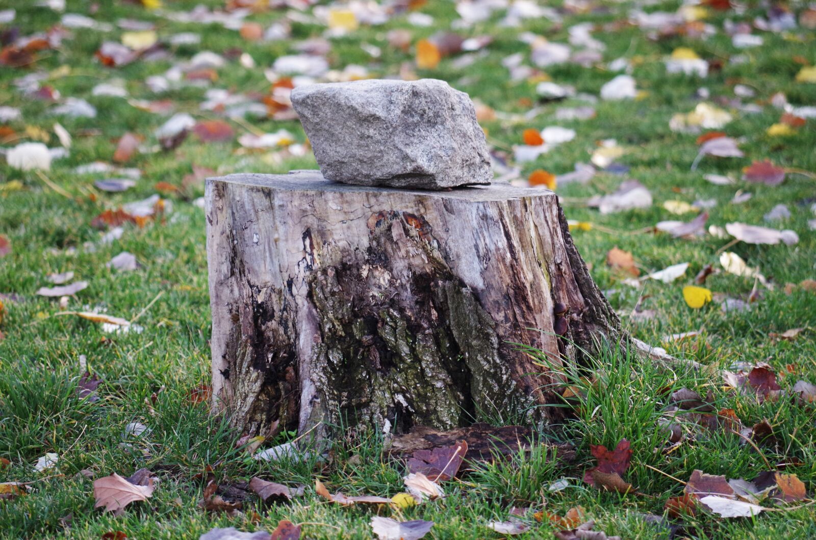 Pentax K-500 sample photo. Stump, autumn, tree photography
