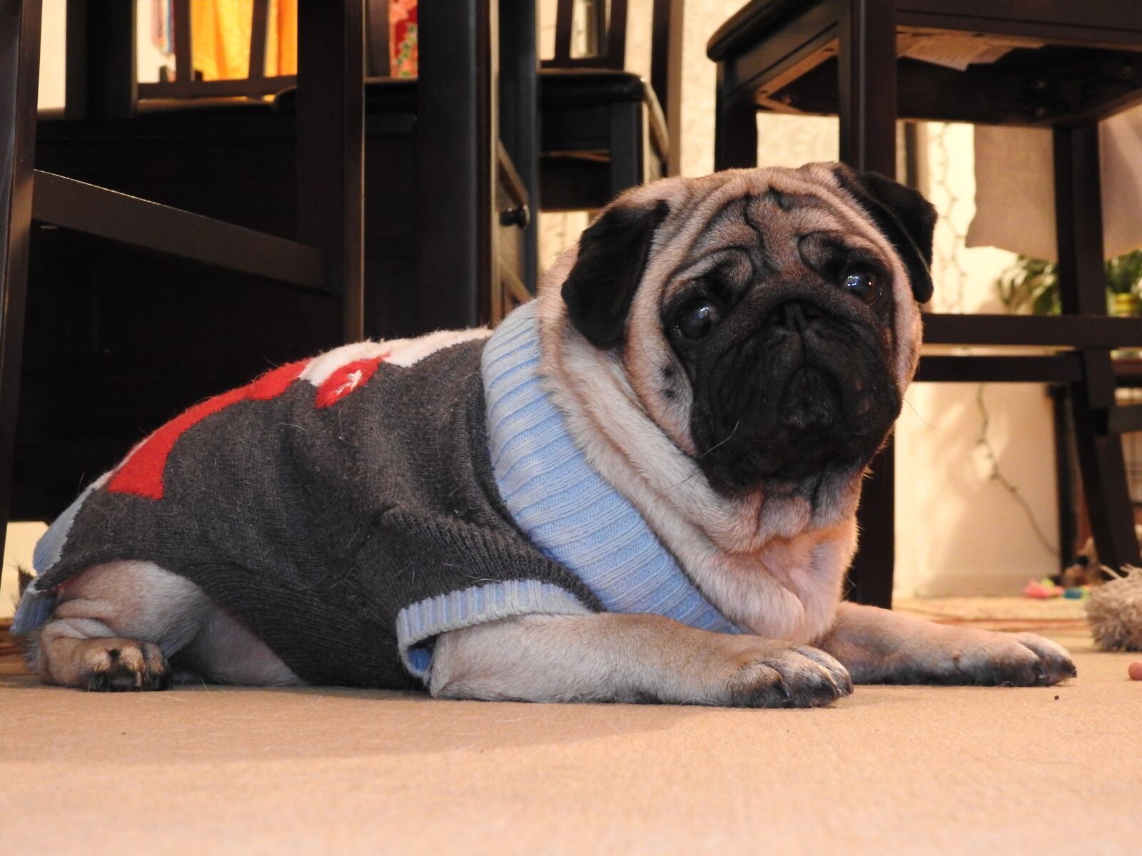 Nikon Coolpix P900 sample photo. Christmas dog, pug, dog photography