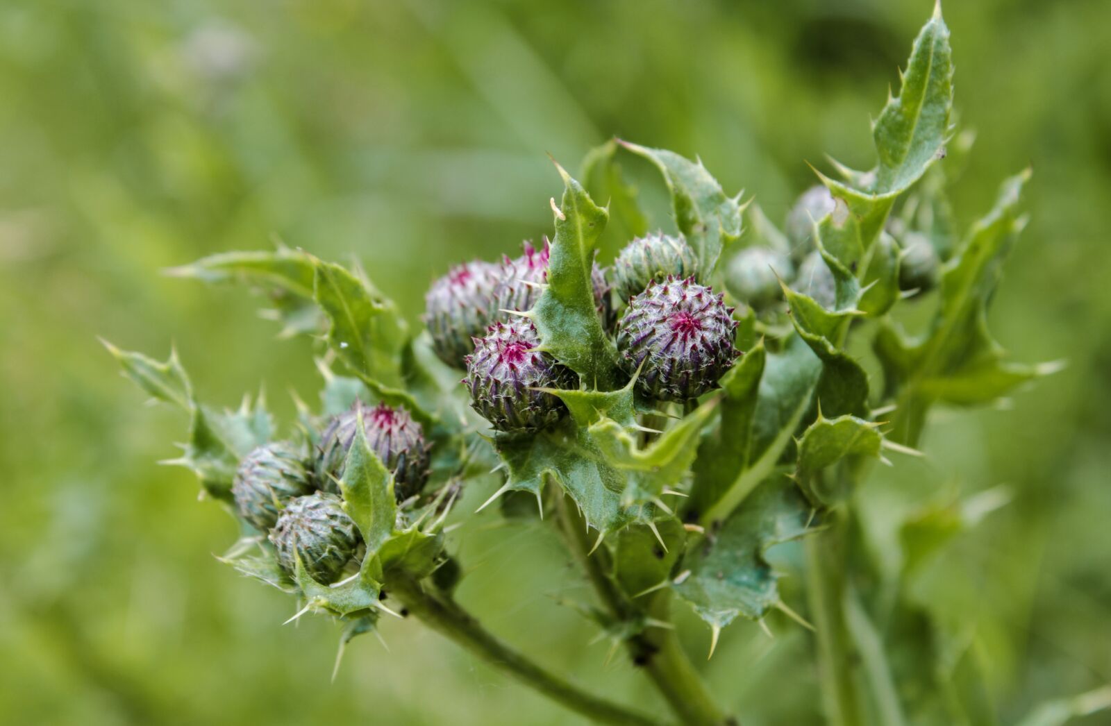 Canon EOS 2000D (EOS Rebel T7 / EOS Kiss X90 / EOS 1500D) sample photo. Spiny flowers, thistle, donkey photography