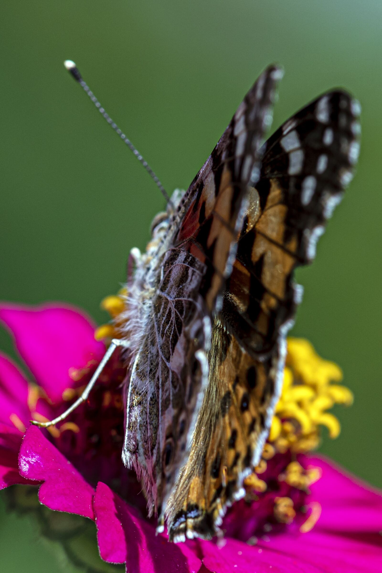 Canon EF 180mm F3.5L Macro USM sample photo. Butterfly, pink, yellow photography