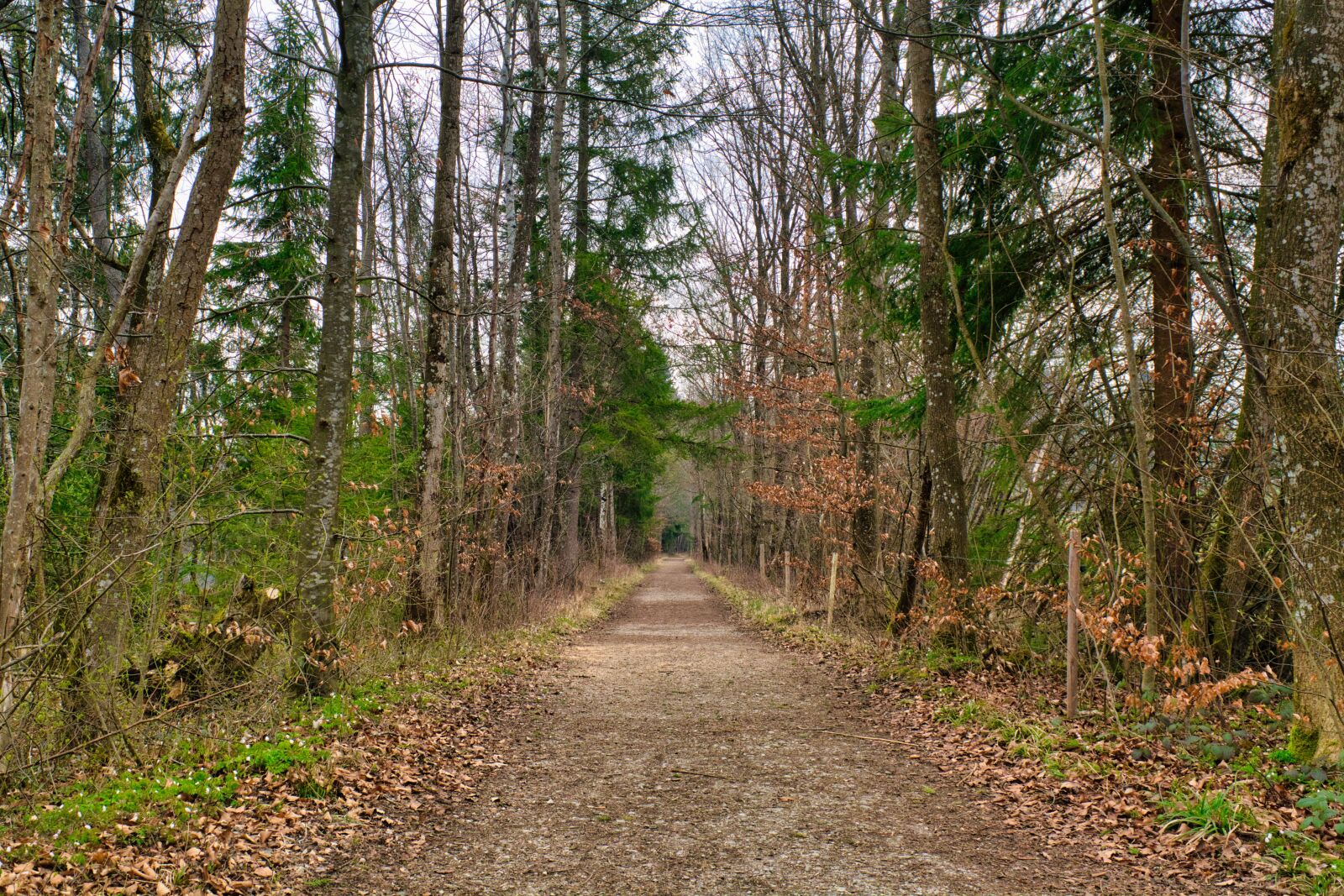 Nikon D7100 sample photo. Forest road, away, forest photography