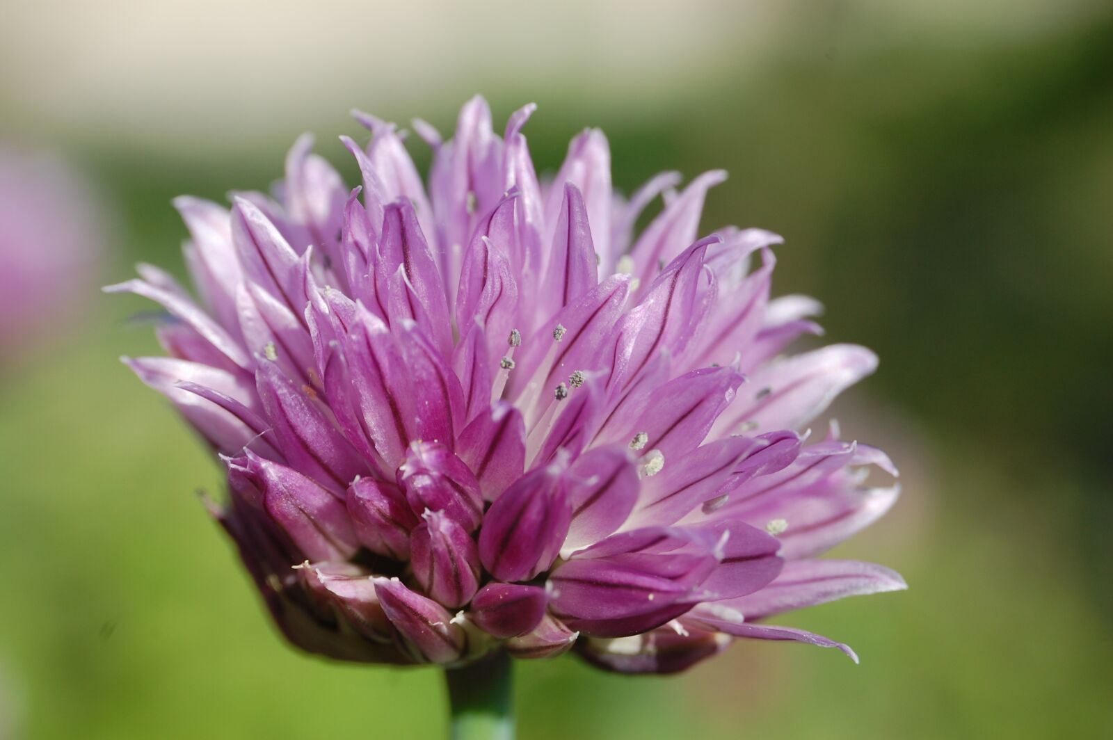 Nikon D40 sample photo. Chives, close up, flower photography