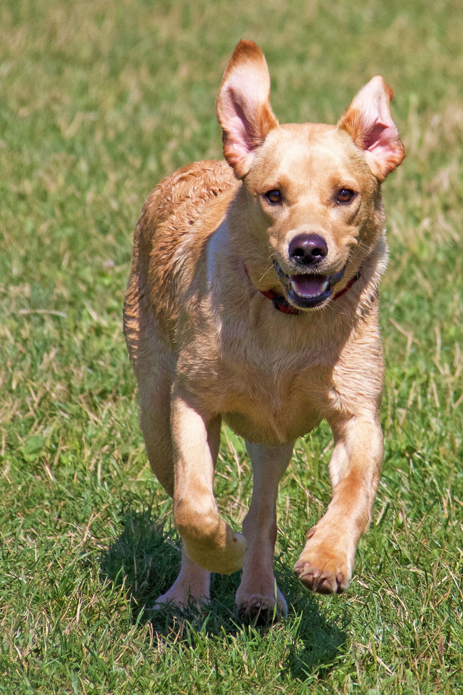 Canon EF-S 18-200mm F3.5-5.6 IS sample photo. Labrador, puppy, retriever photography