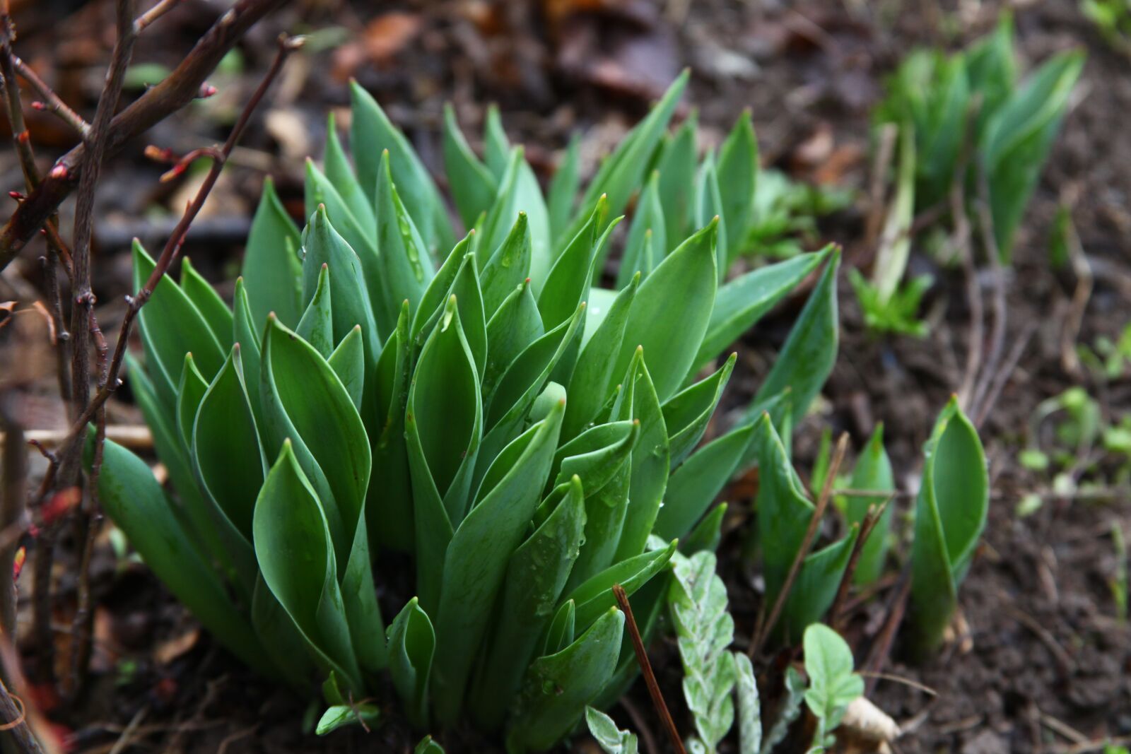 Canon EOS 5D Mark II sample photo. Spring, tulips, green grass photography