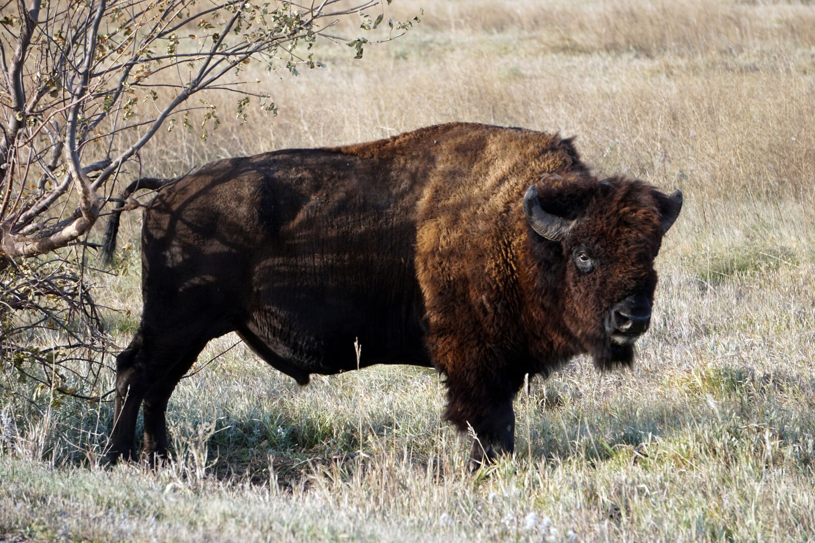 Sony E 55-210mm F4.5-6.3 OSS sample photo. Badlands, south dakota, bison photography