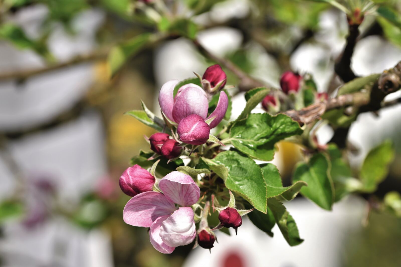 Nikon D7200 sample photo. Apple blossom, flowers, apple photography