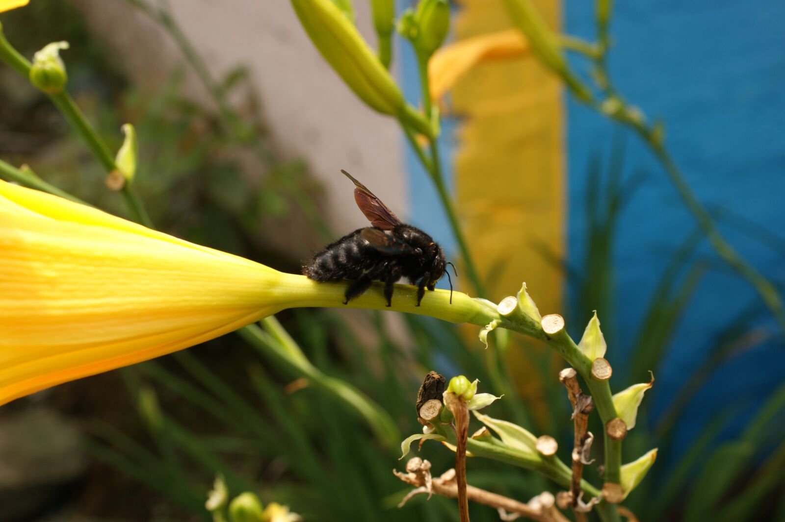 Sony Alpha DSLR-A390 sample photo. Nature, in, the photography