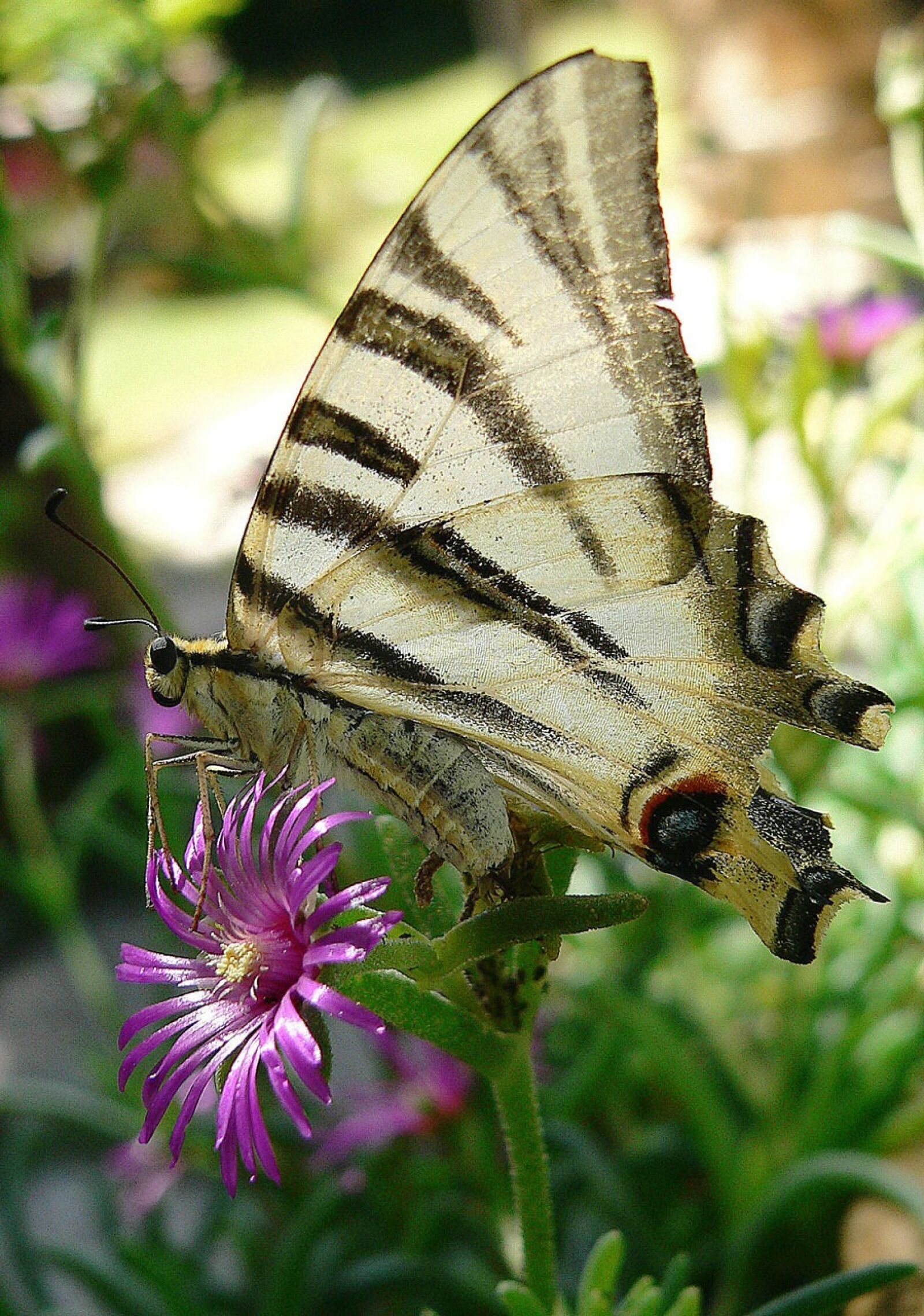 Panasonic DMC-FZ20 sample photo. Butterfly, insect, animal photography