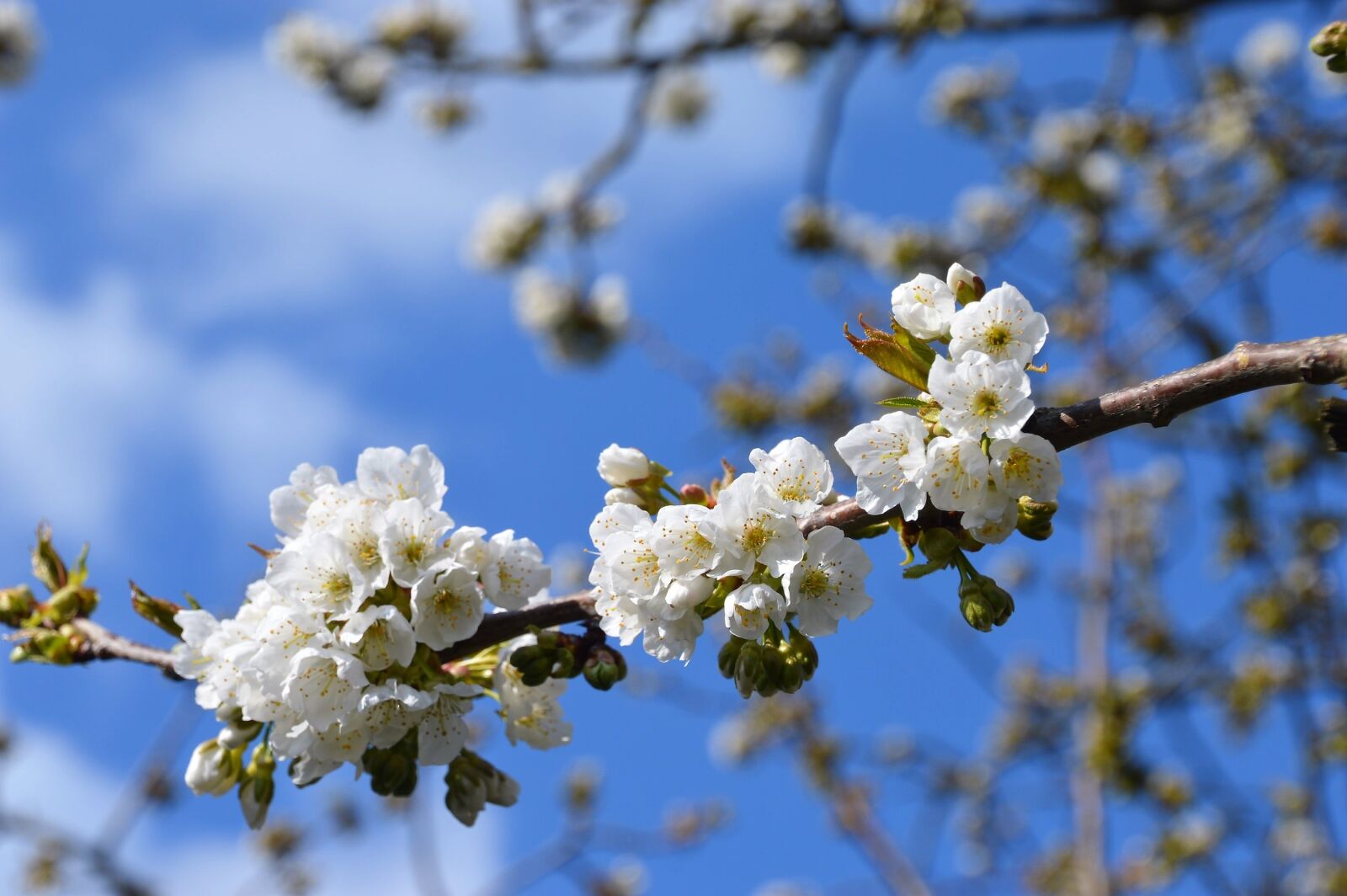 Nikon D3200 sample photo. Tree, flower, white photography