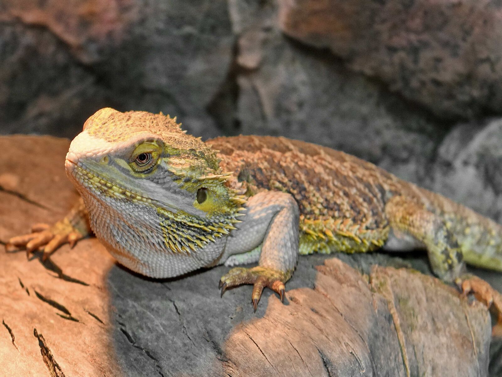 Nikon D5500 sample photo. Animal, color, ecology, environment photography