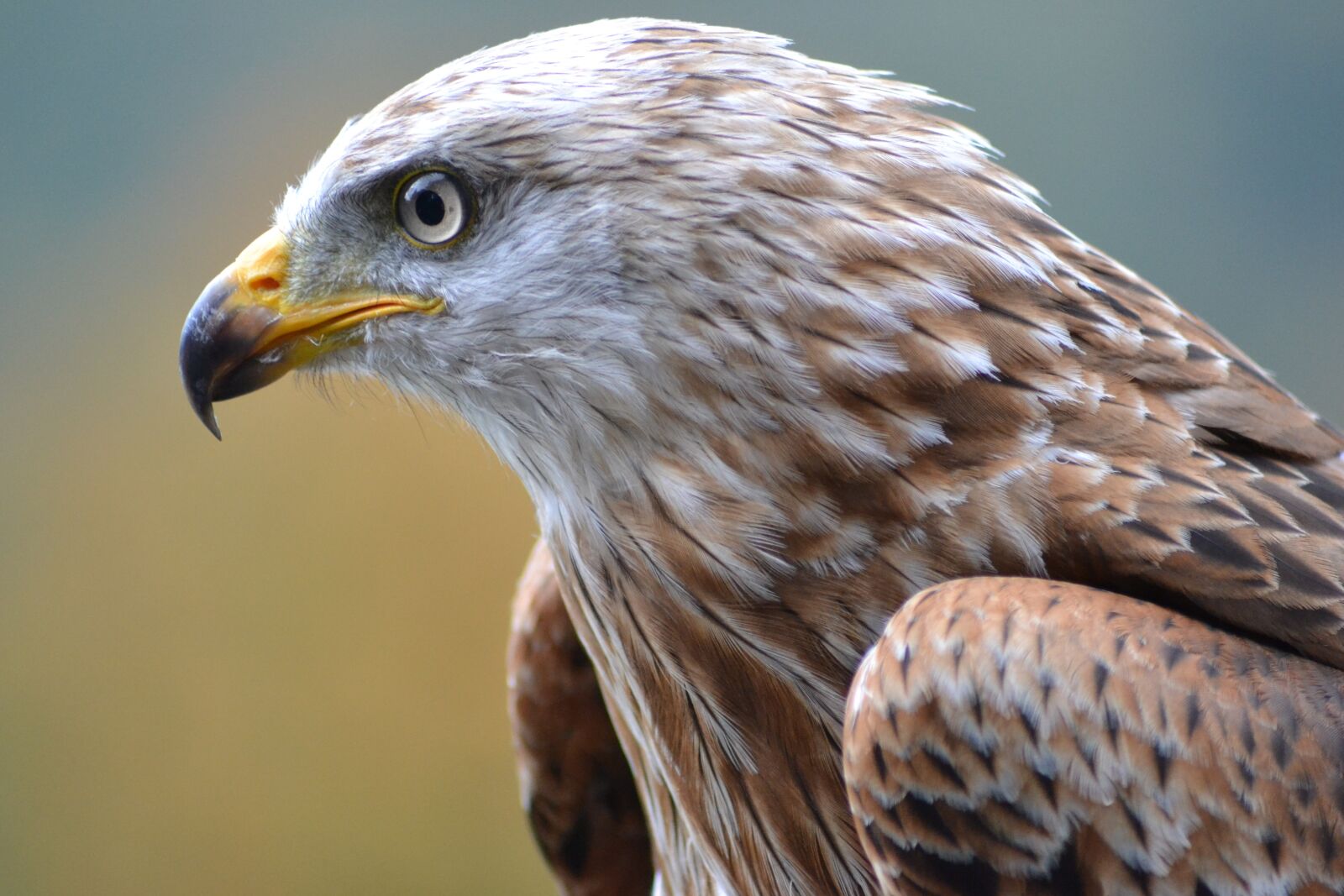 Nikon D3100 sample photo. Milan, wildlife park, bird photography