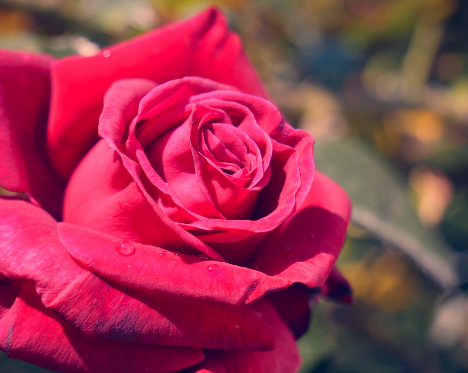 Panasonic DMC-G81 sample photo. Rose, flower, bloom photography