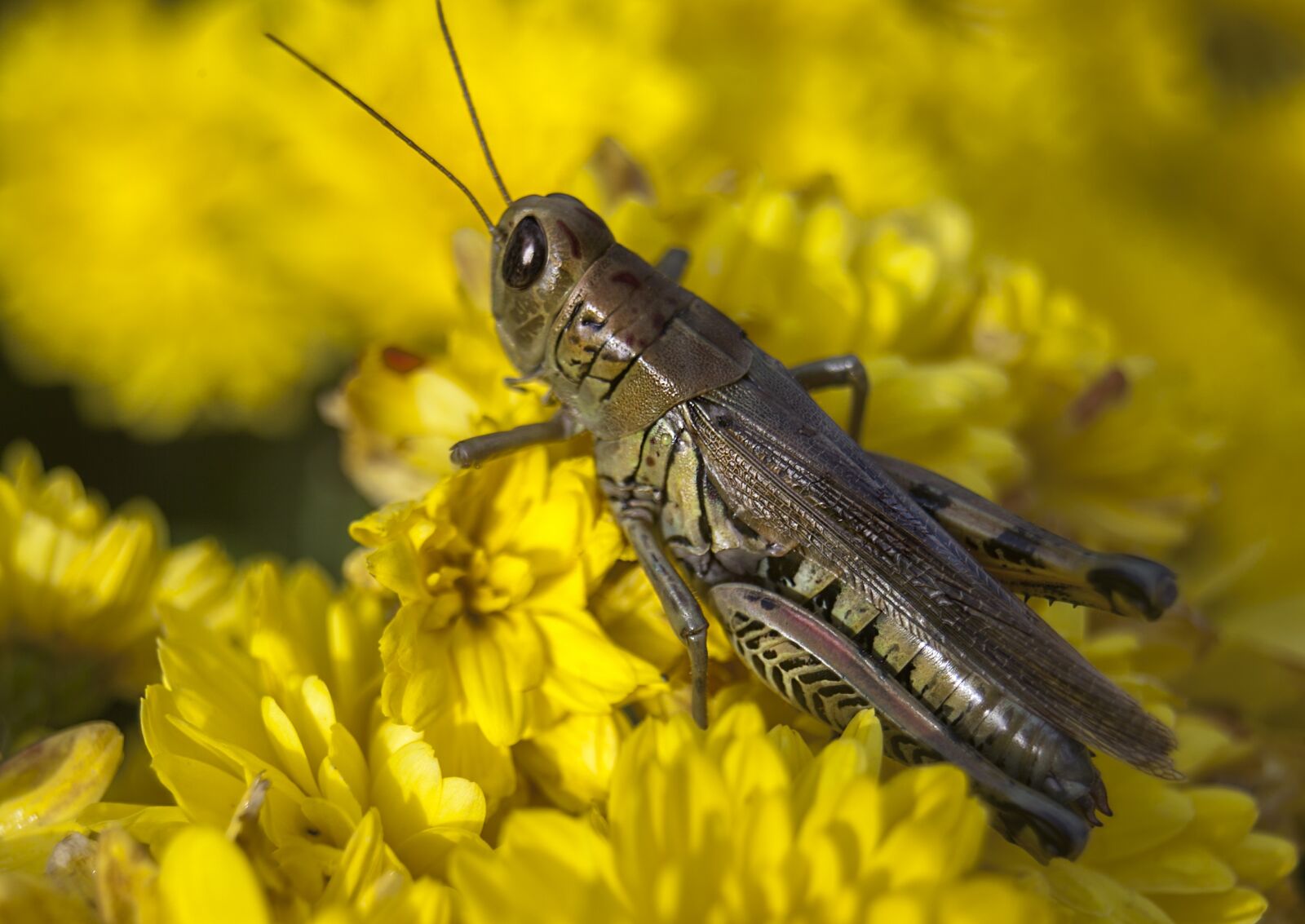 Canon EF 28-80mm f/3.5-5.6 USM sample photo. Grasshopper, bug, insect photography
