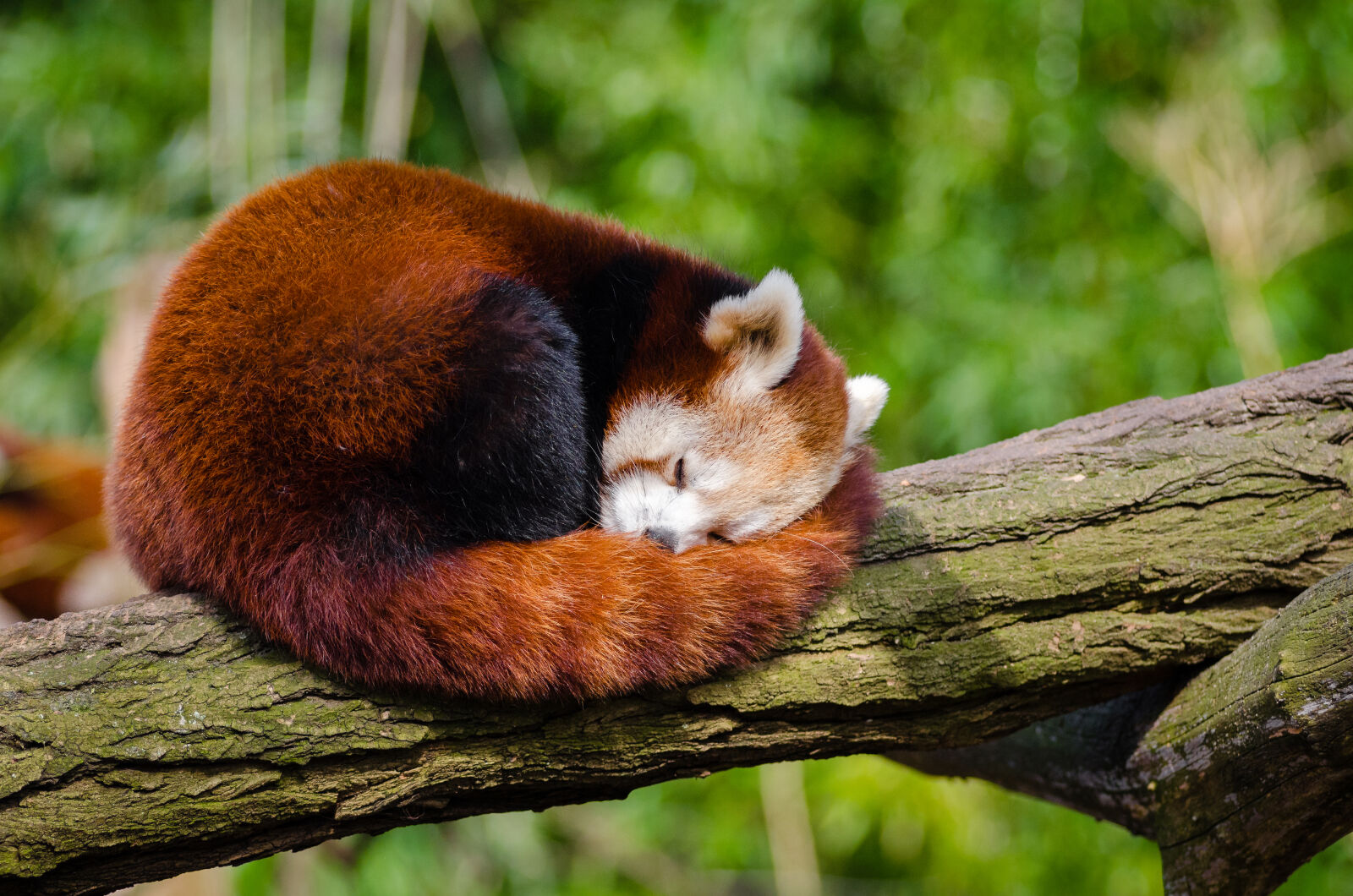 AF Zoom-Nikkor 80-200mm f/2.8 ED sample photo. Red, panda, sleeping, on photography