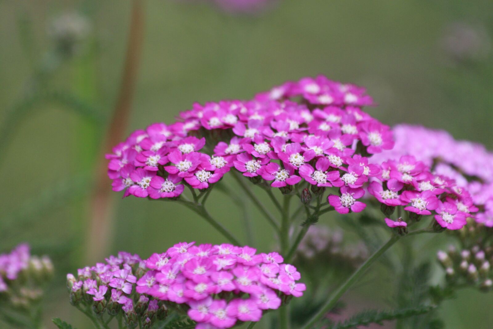 Canon EF 70-300mm F4-5.6 IS USM sample photo. Yarrow, achillea, nature photography