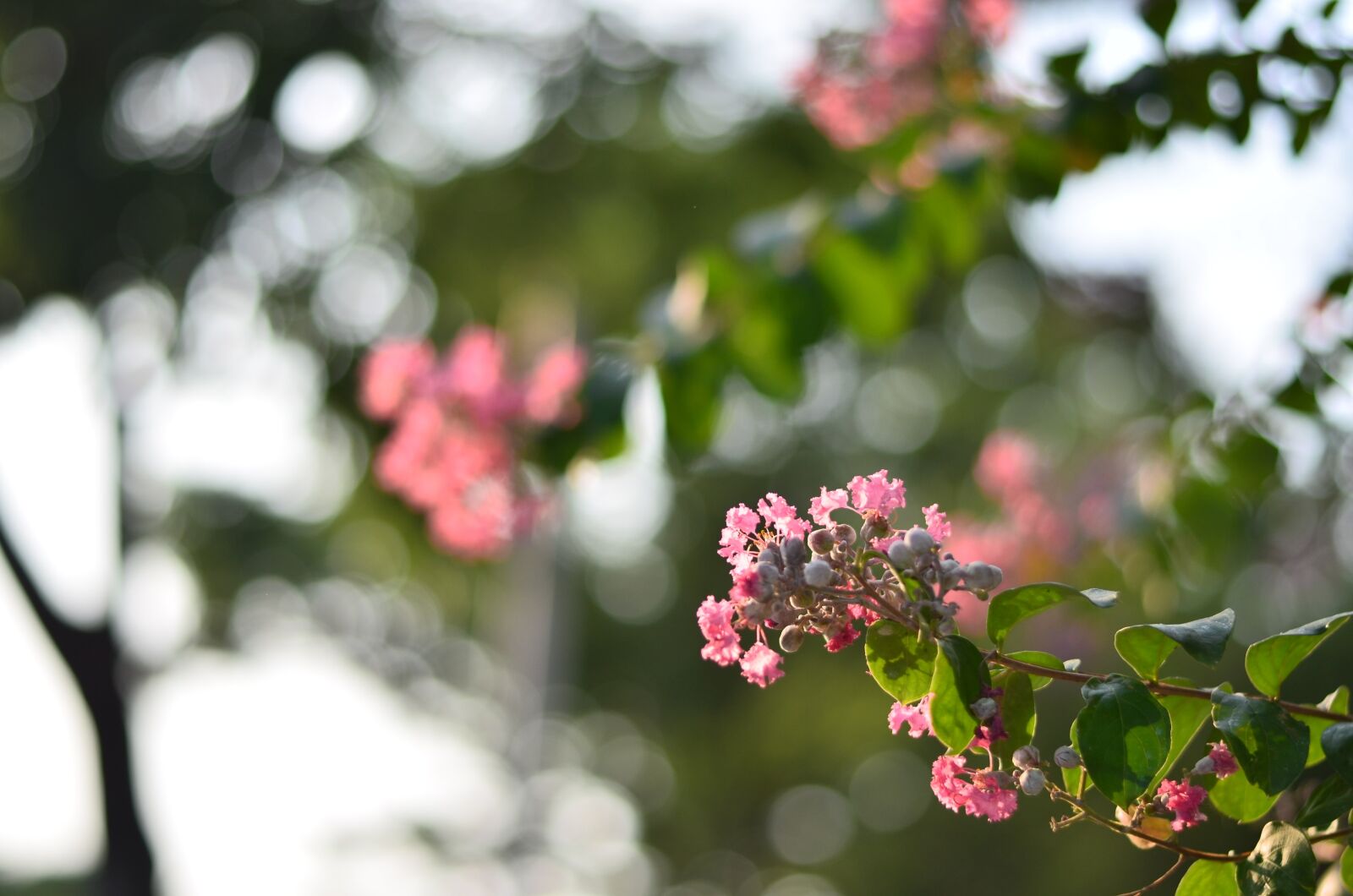 Nikon D7000 sample photo. Flowers, summer, nature photography