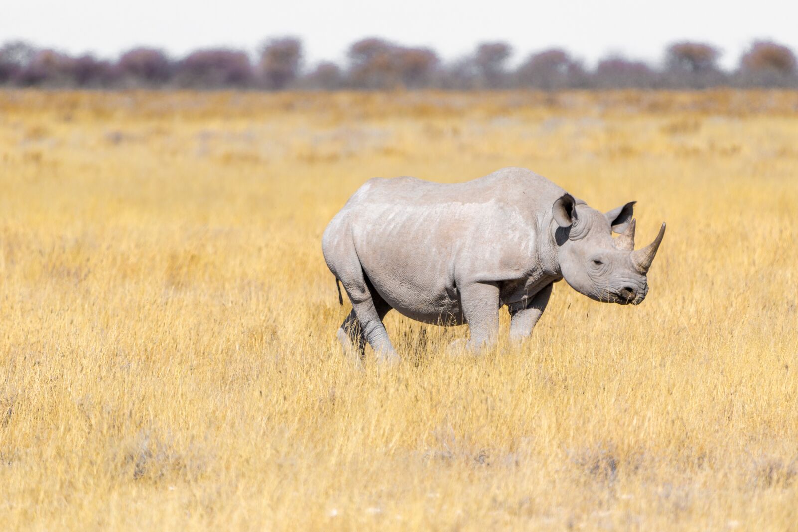 150-600mm F5-6.3 DG OS HSM | Contemporary 015 sample photo. Rhino, steppe, grass photography