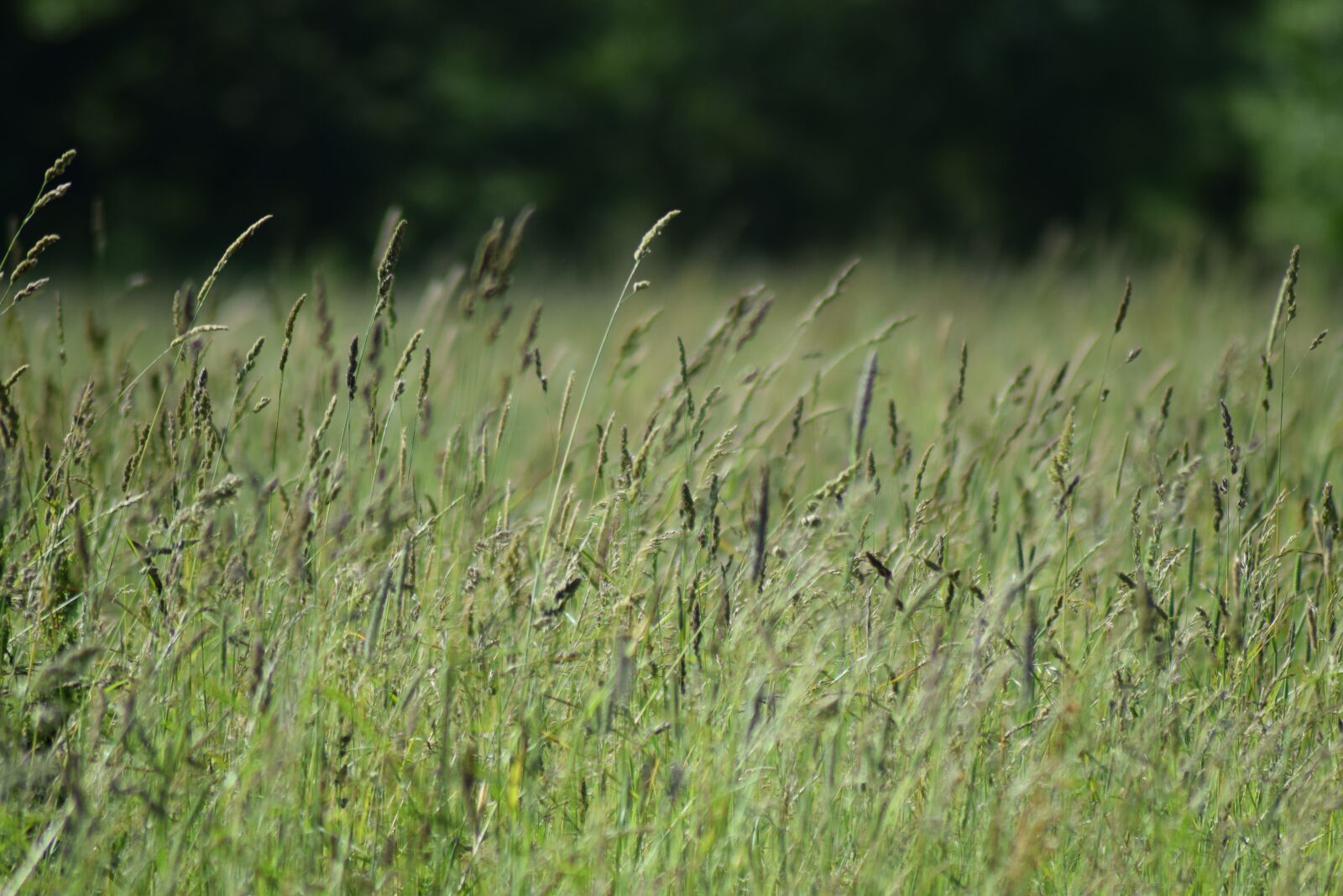 Nikon D3300 sample photo. Grass, green, meadow photography