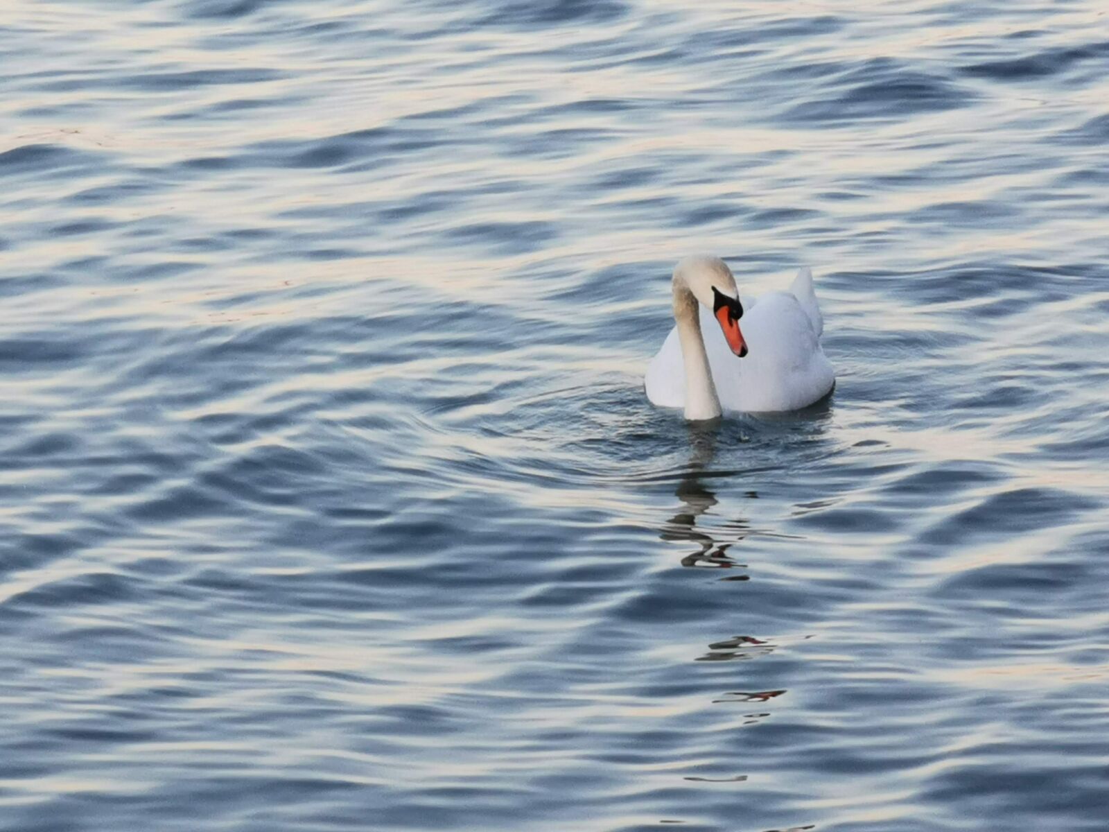 HUAWEI P30 Pro sample photo. Swan, water, lake photography