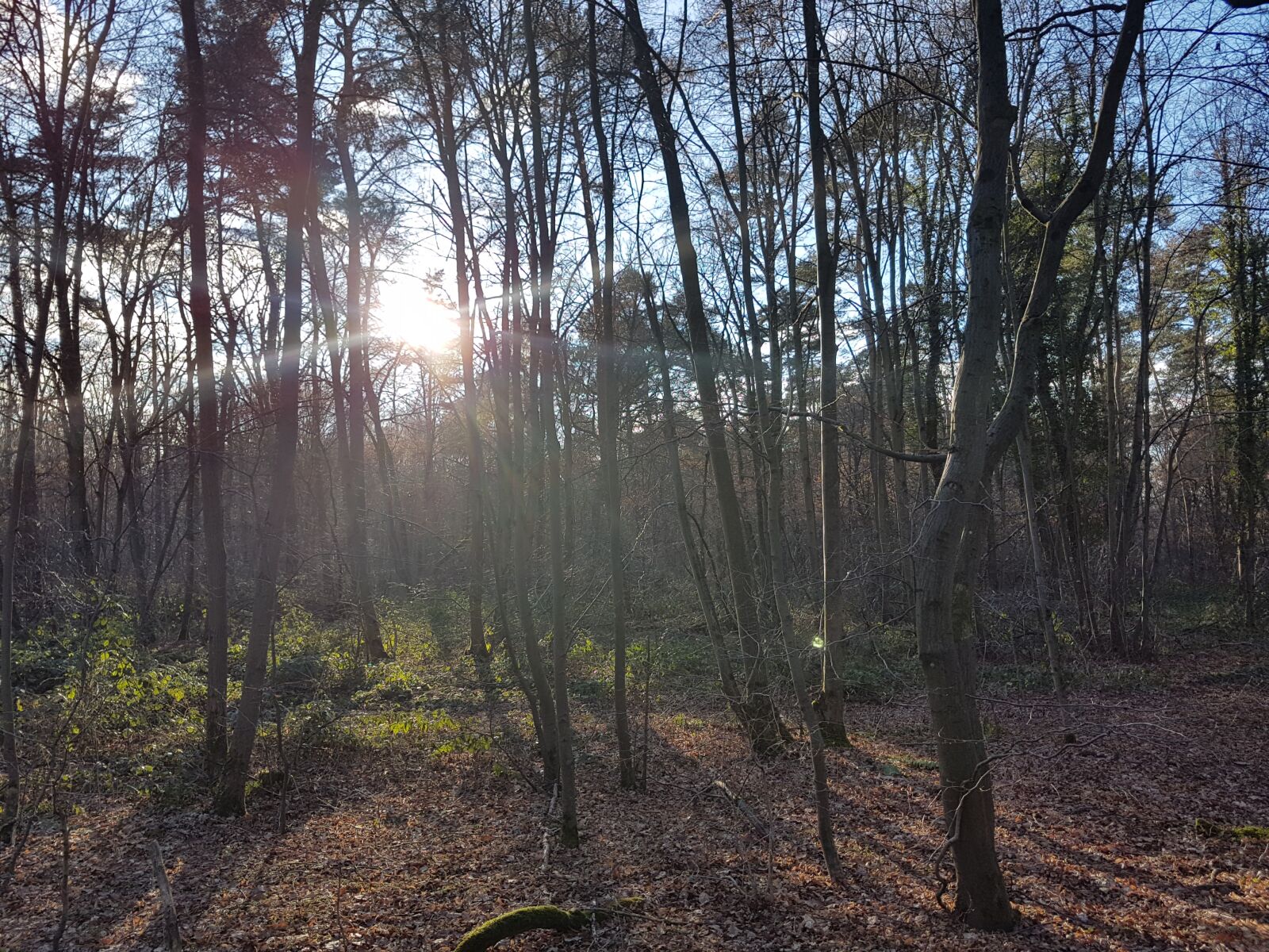 Samsung Galaxy S7 sample photo. Forest, sunshine, fog photography