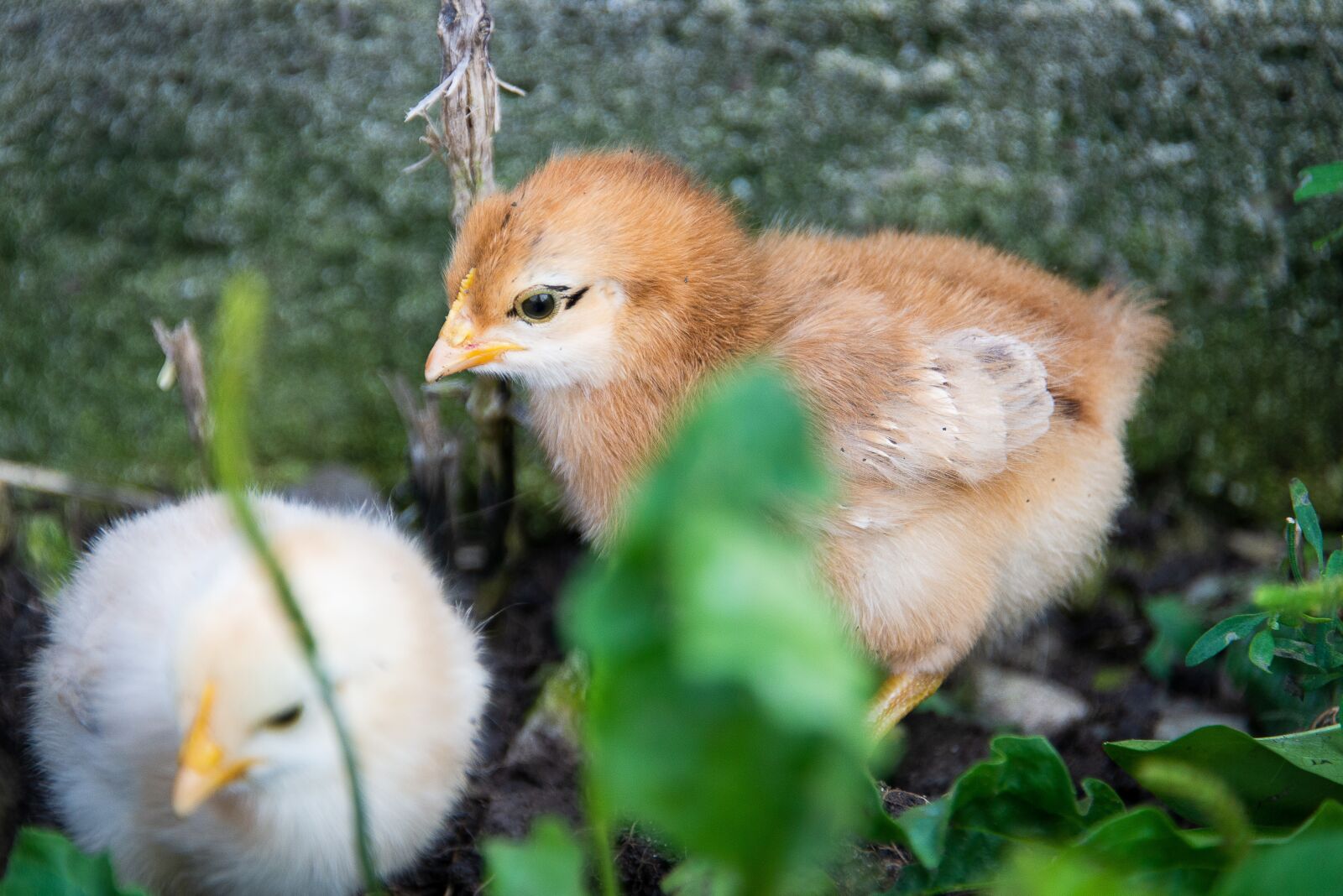 Nikon D600 sample photo. Easter, chick, spring photography