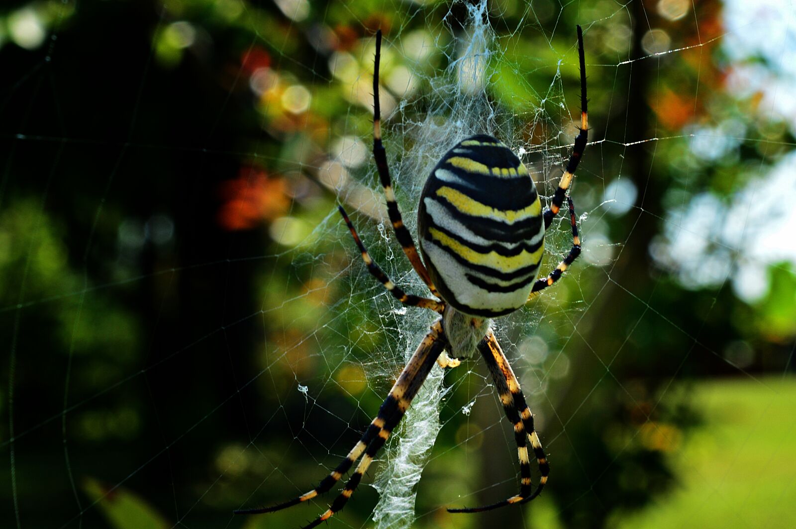Nikon D3200 sample photo. Wasp spider, spider, insect photography